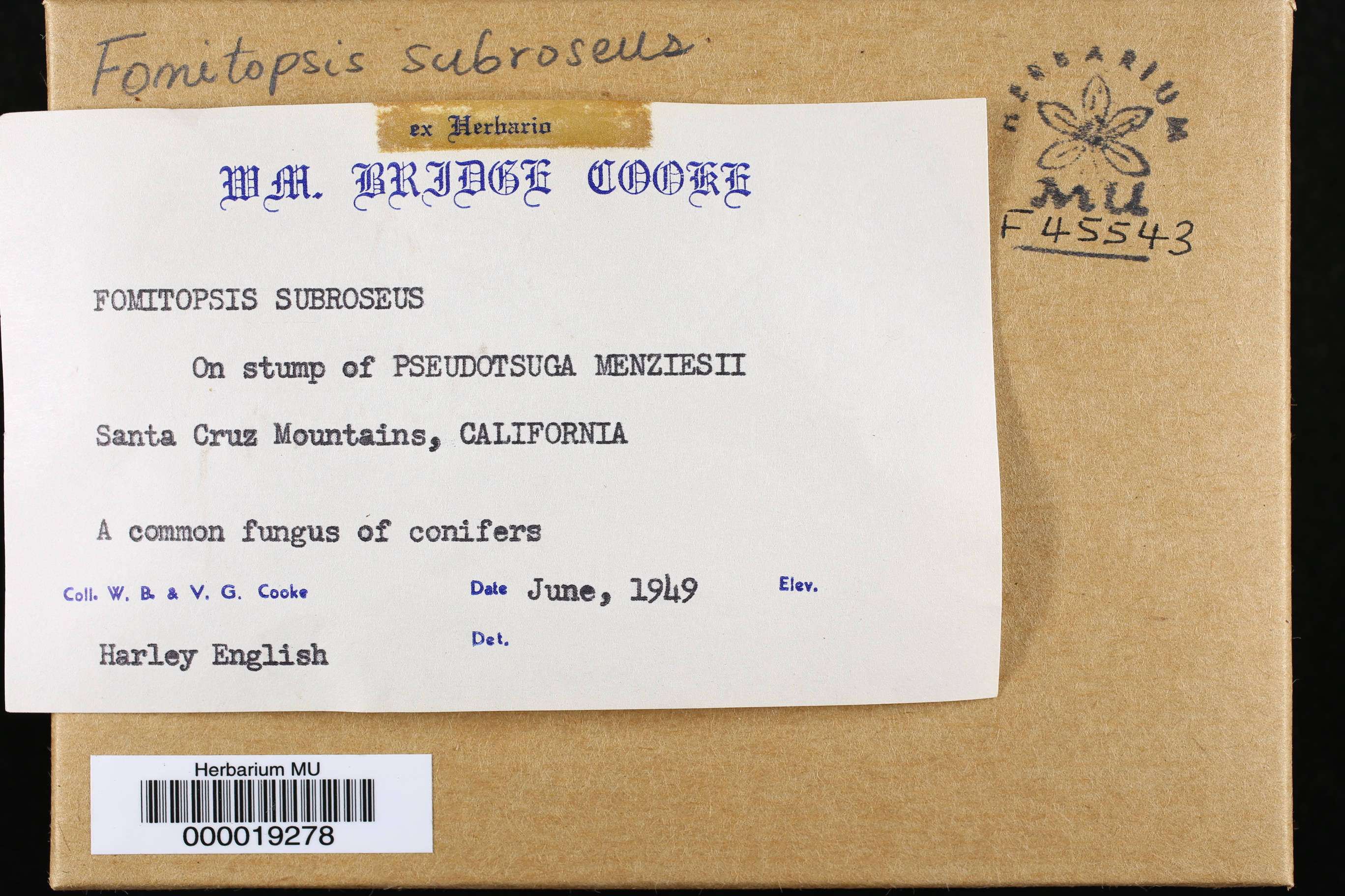 Fomitopsis subrosea image