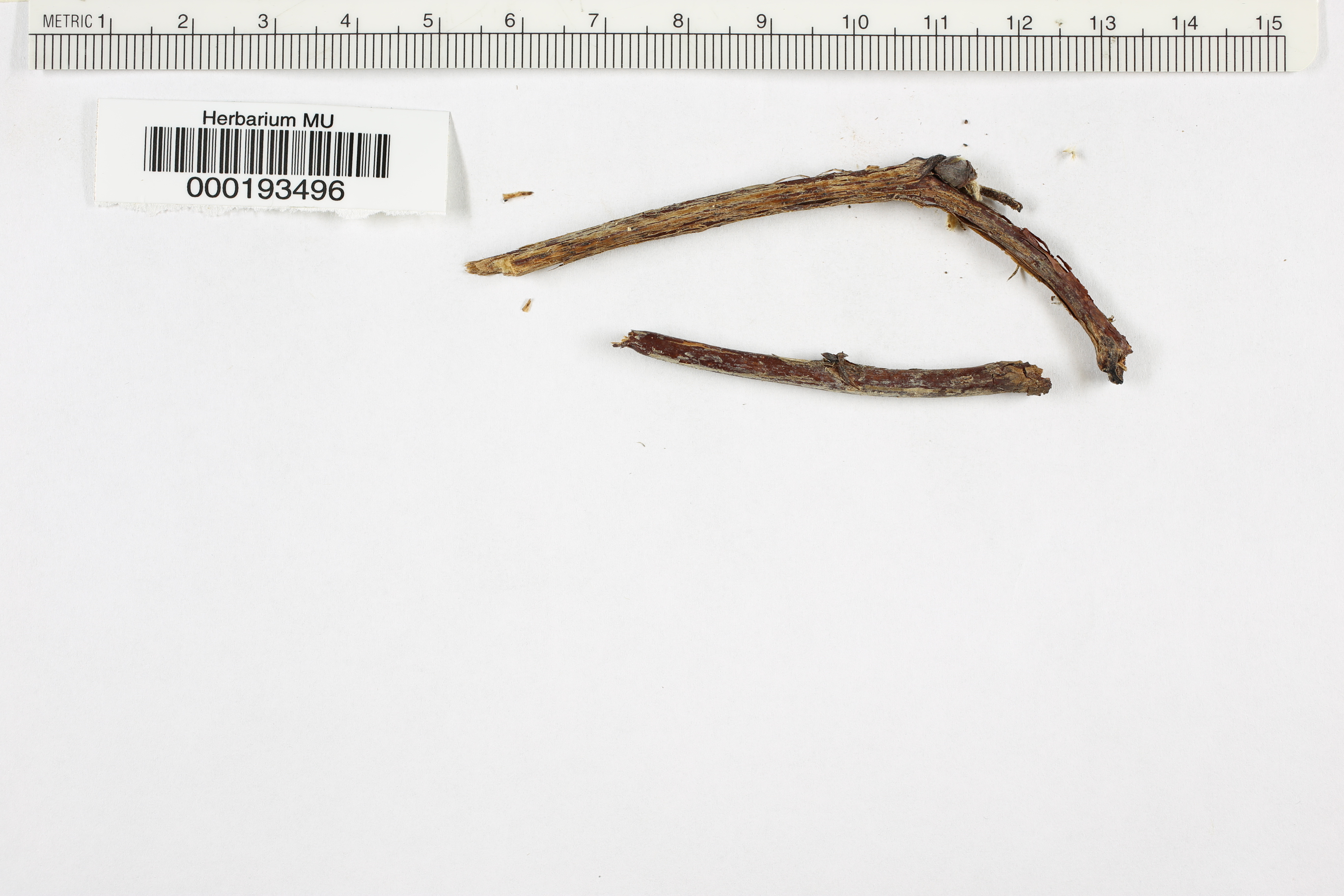 Peziza scabrovillosa image