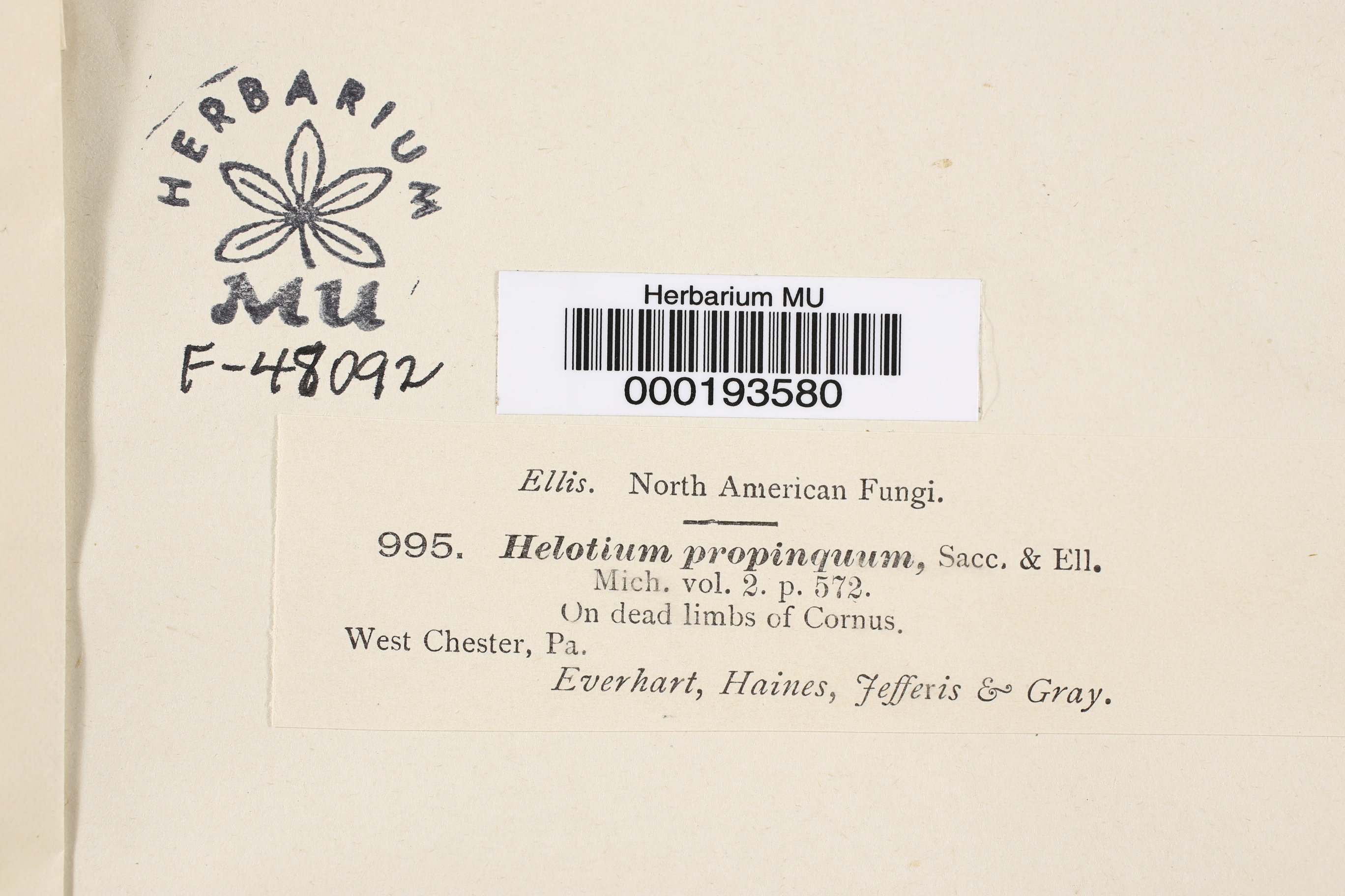 Helotium propinquum image
