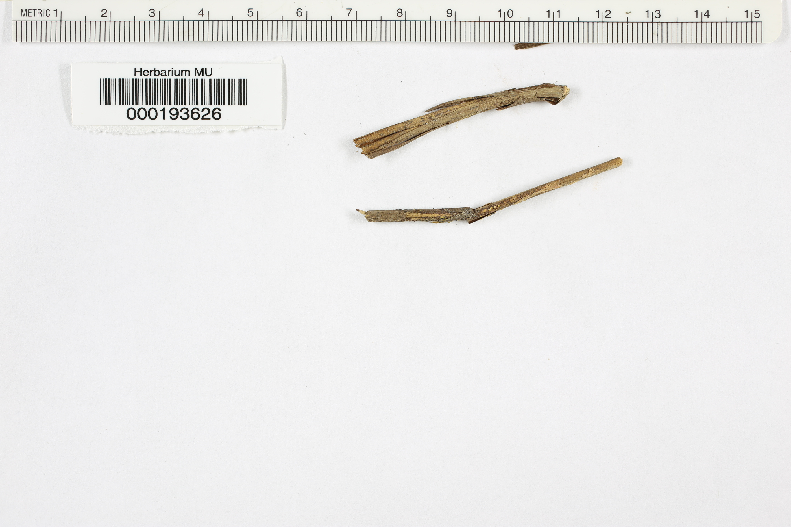 Peziza hydrophila image