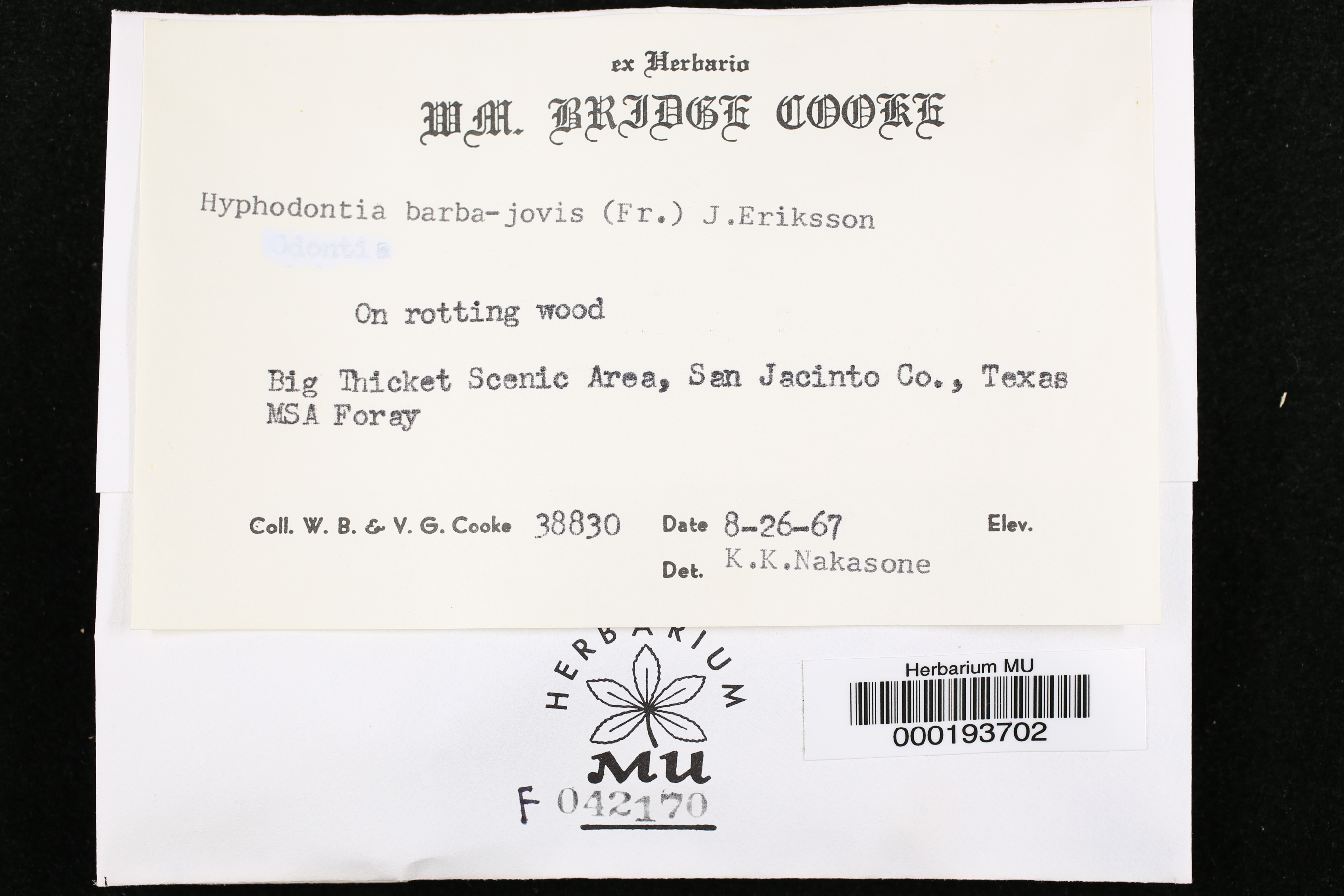Hyphodontia barba-jovis image
