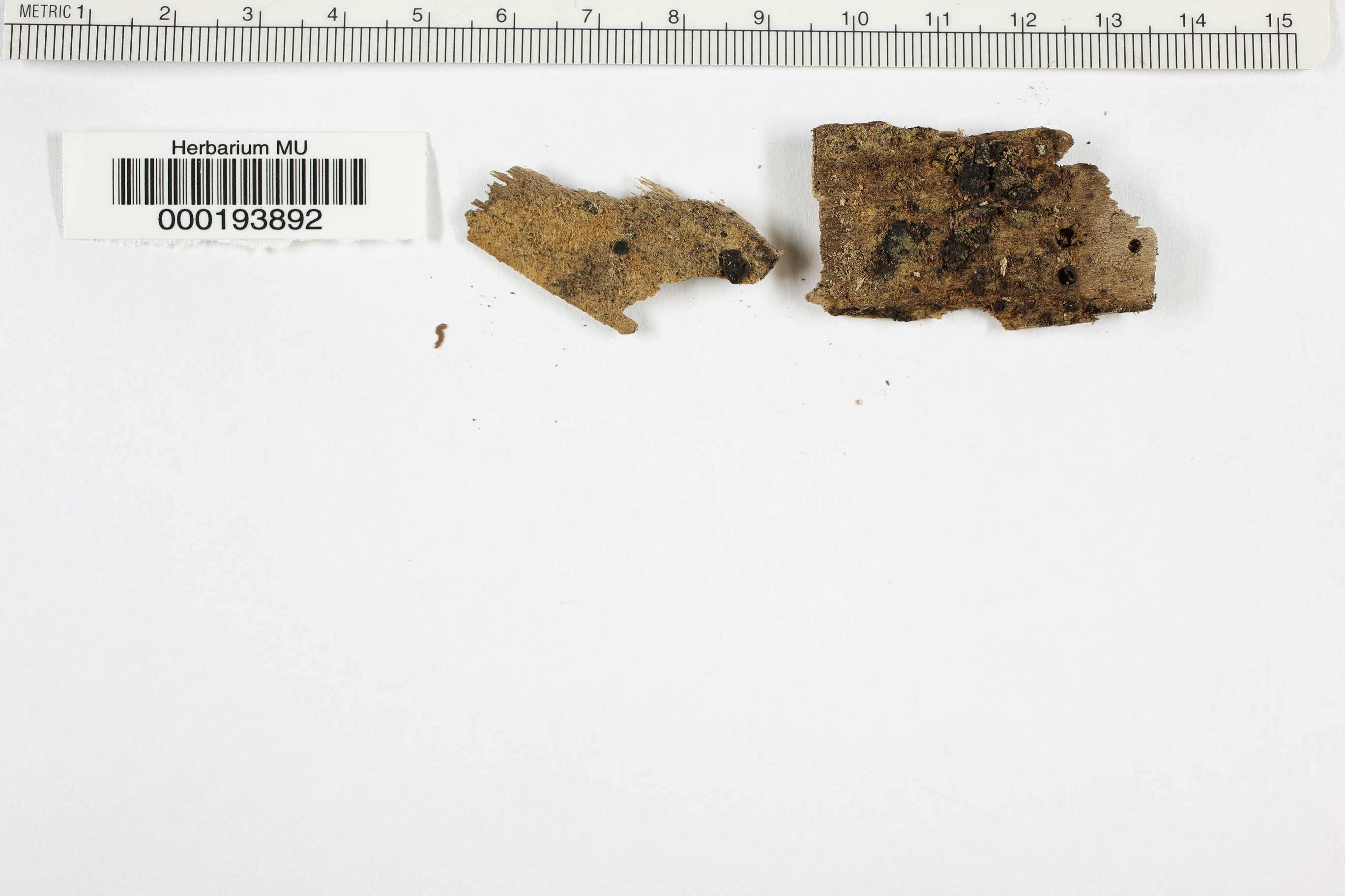 Peziza fuscocarpa image