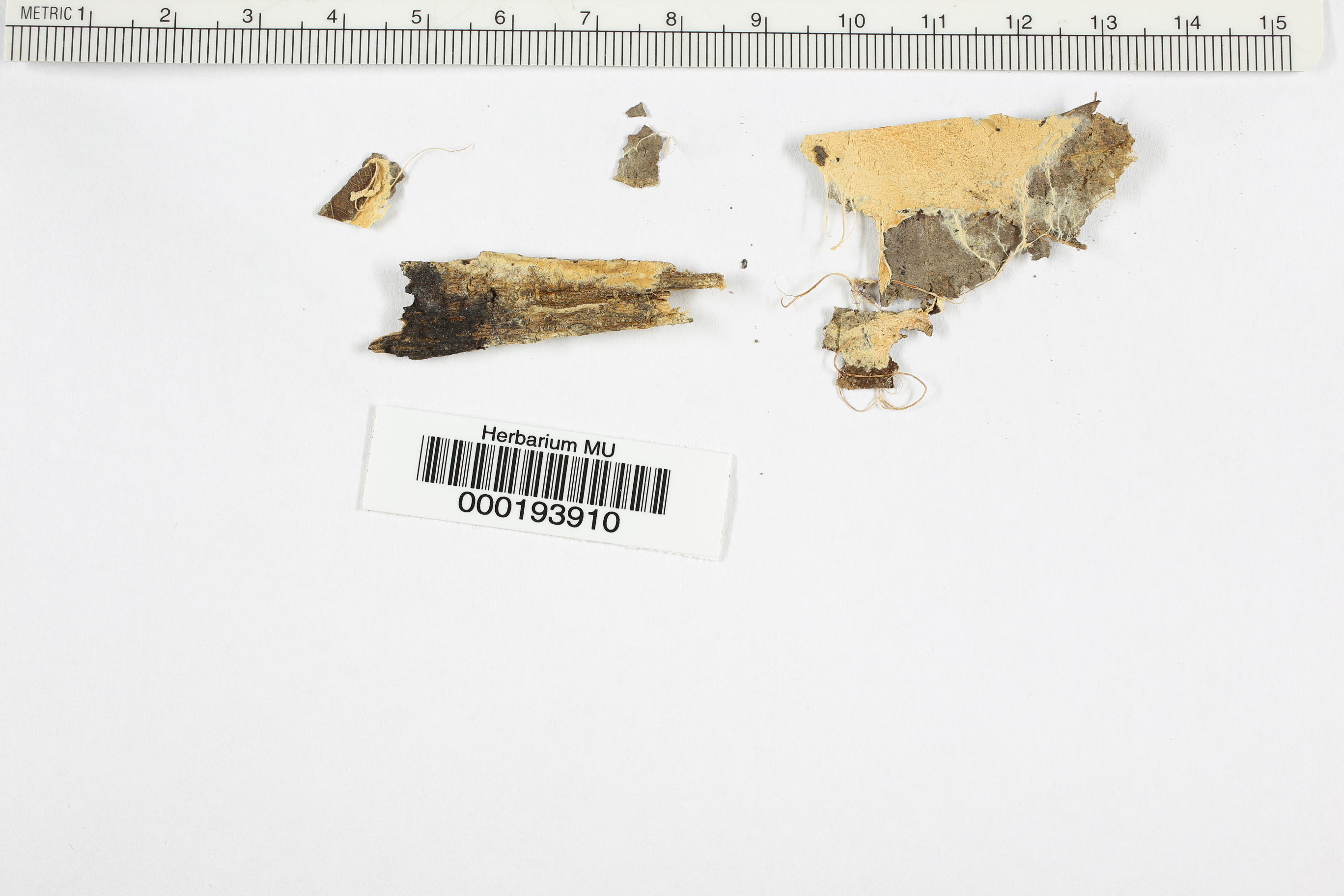 Ceraceomyces serpens image