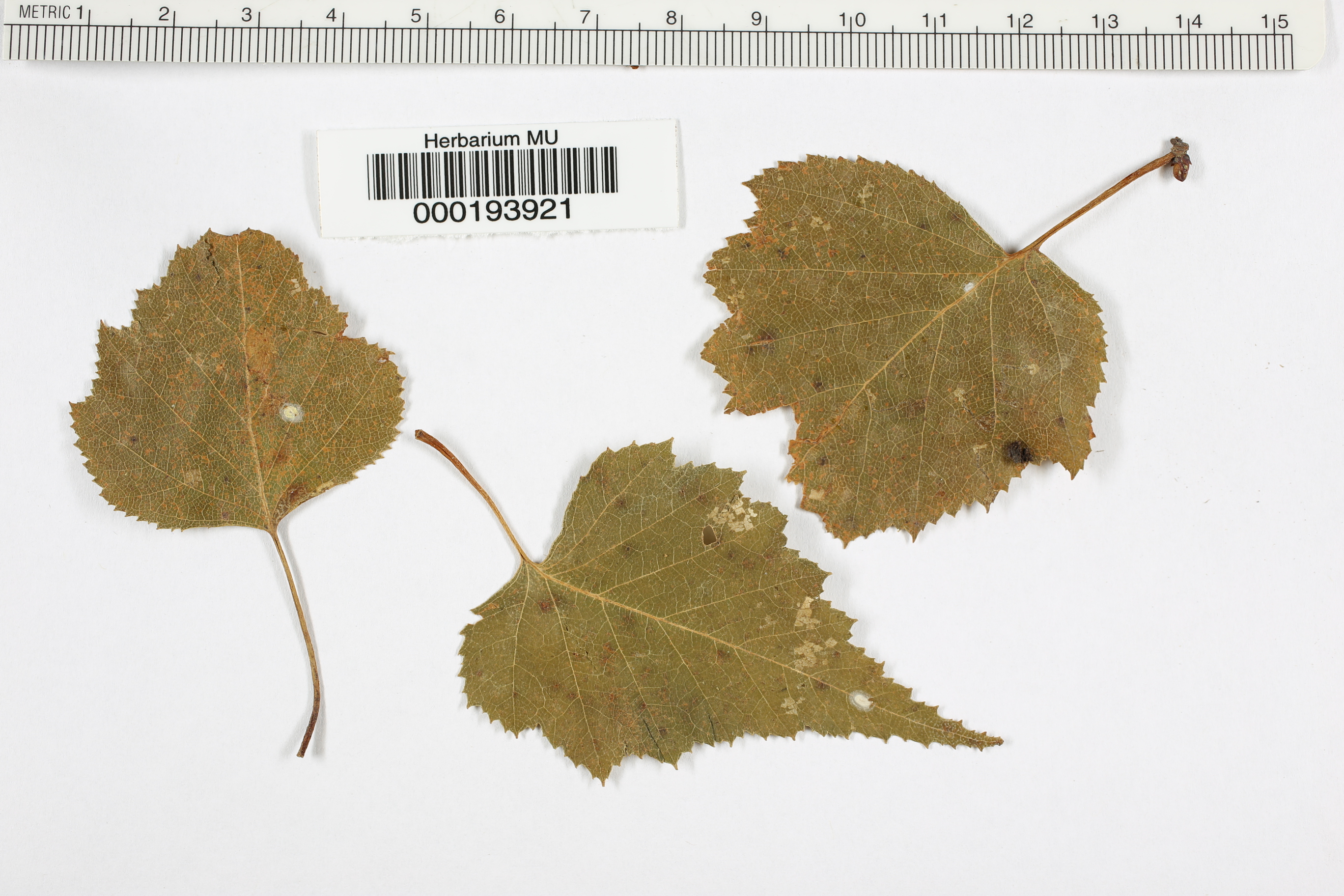Melampsoridium betulae image