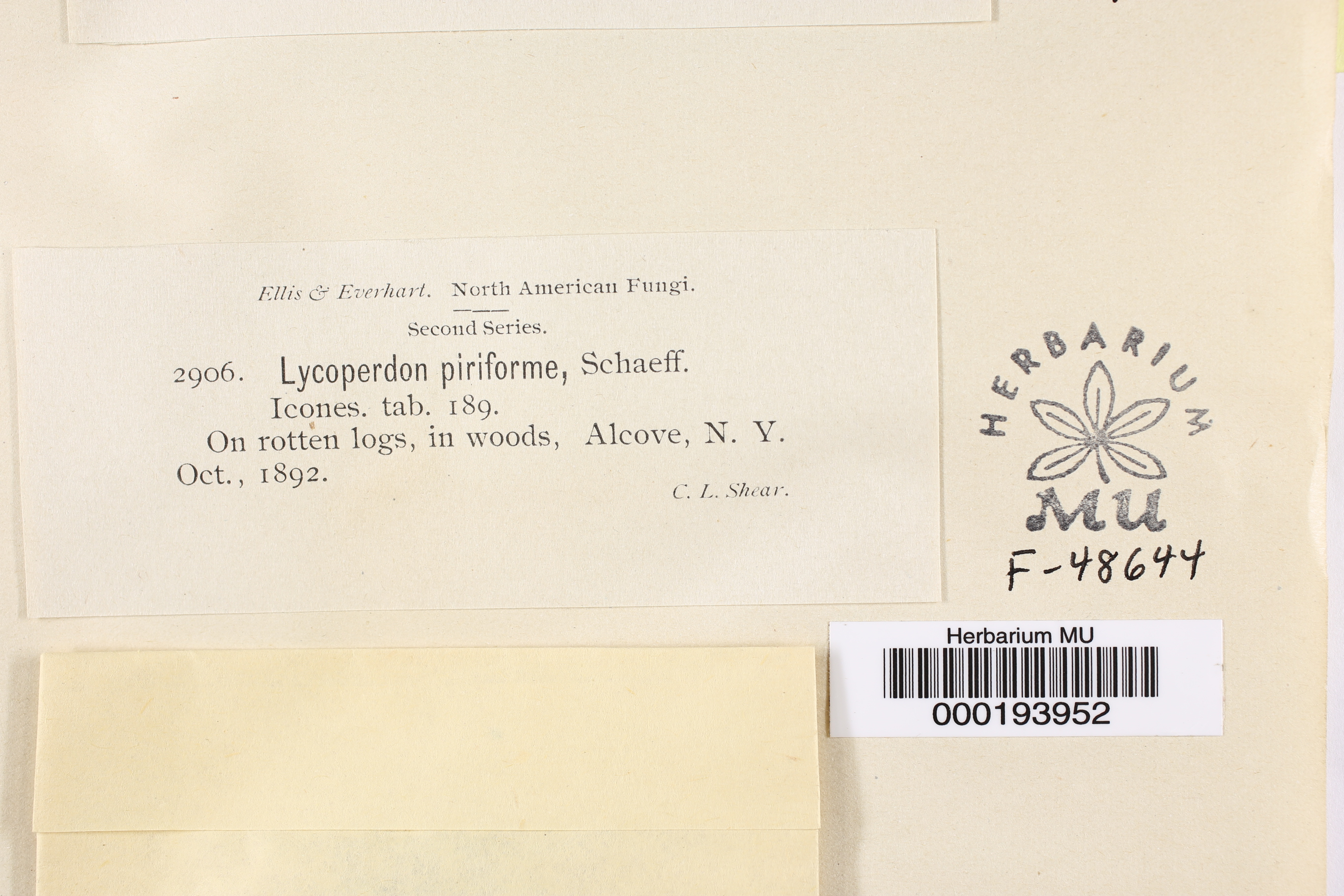 Lycoperdon pisiforme image