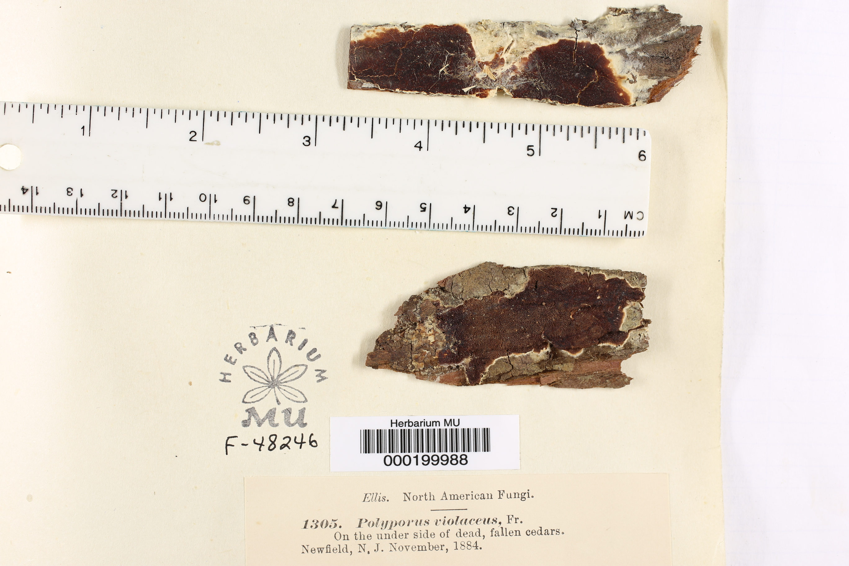 Polyporus violaceus image