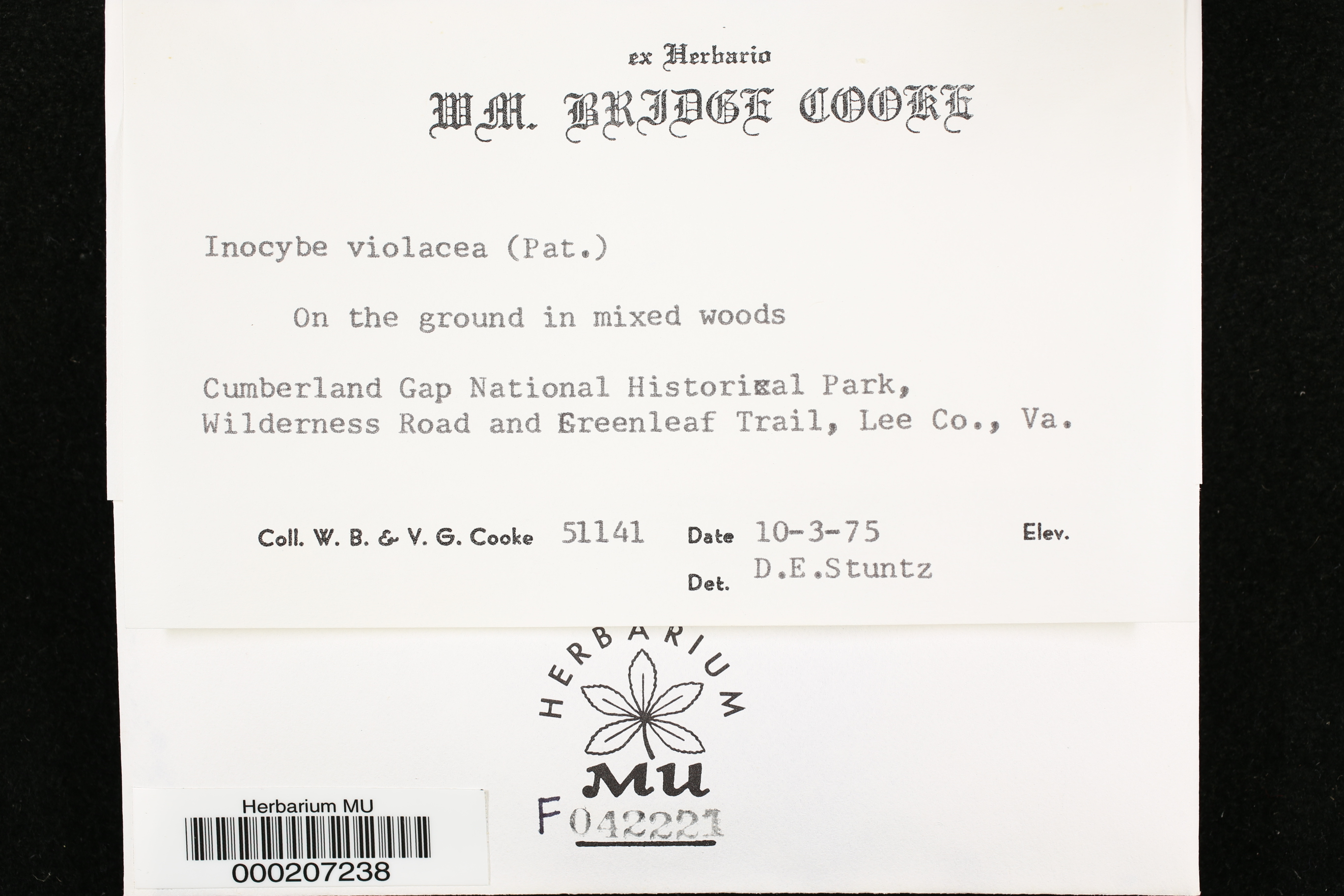Inocybe violacea image