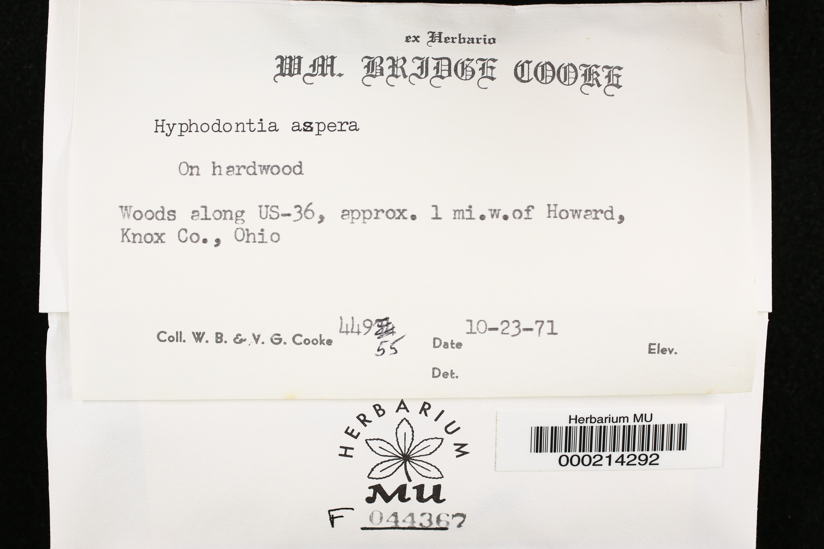 Hyphodontia aspera image