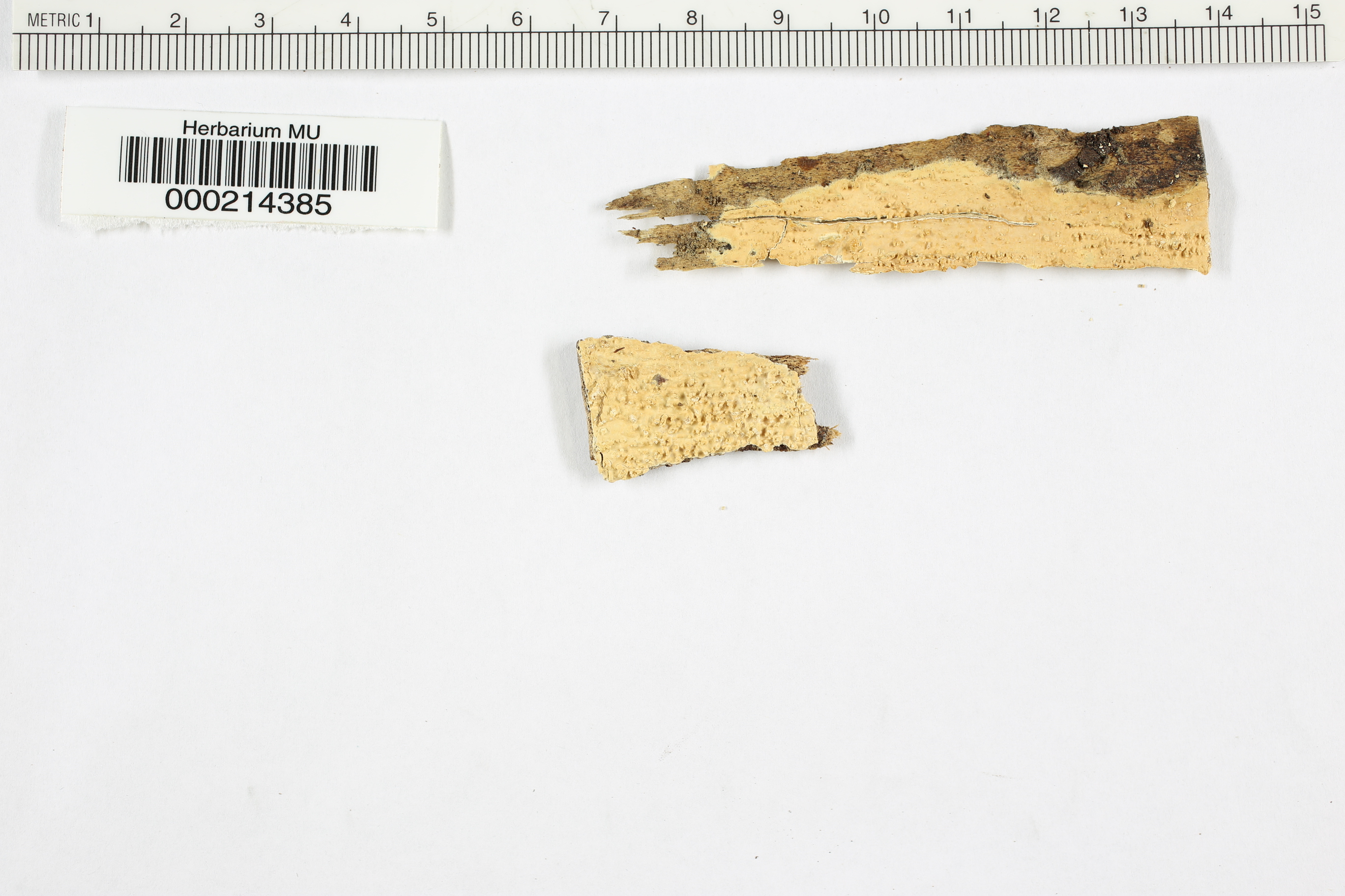 Radulum bennettii image
