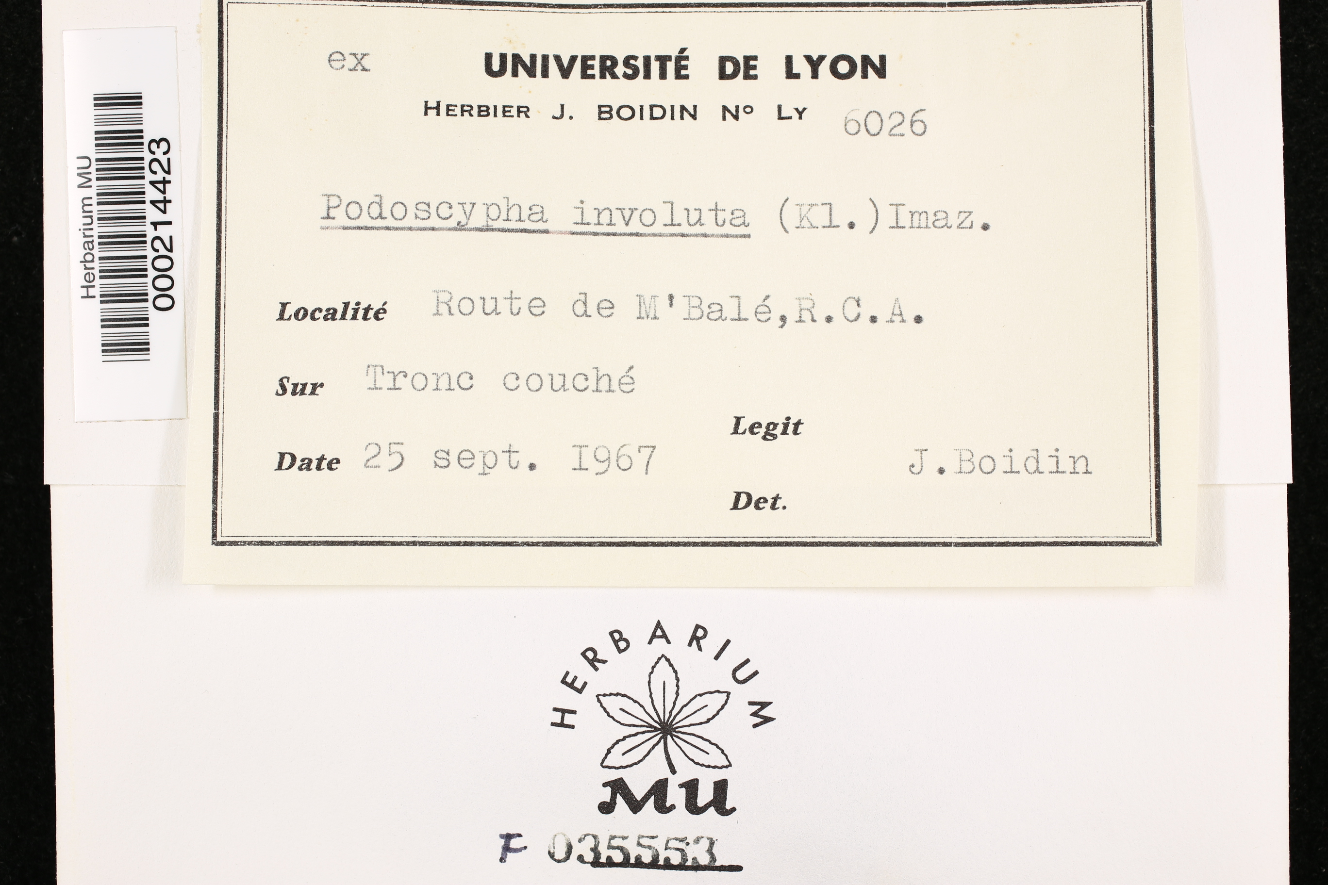 Podoscypha involuta image
