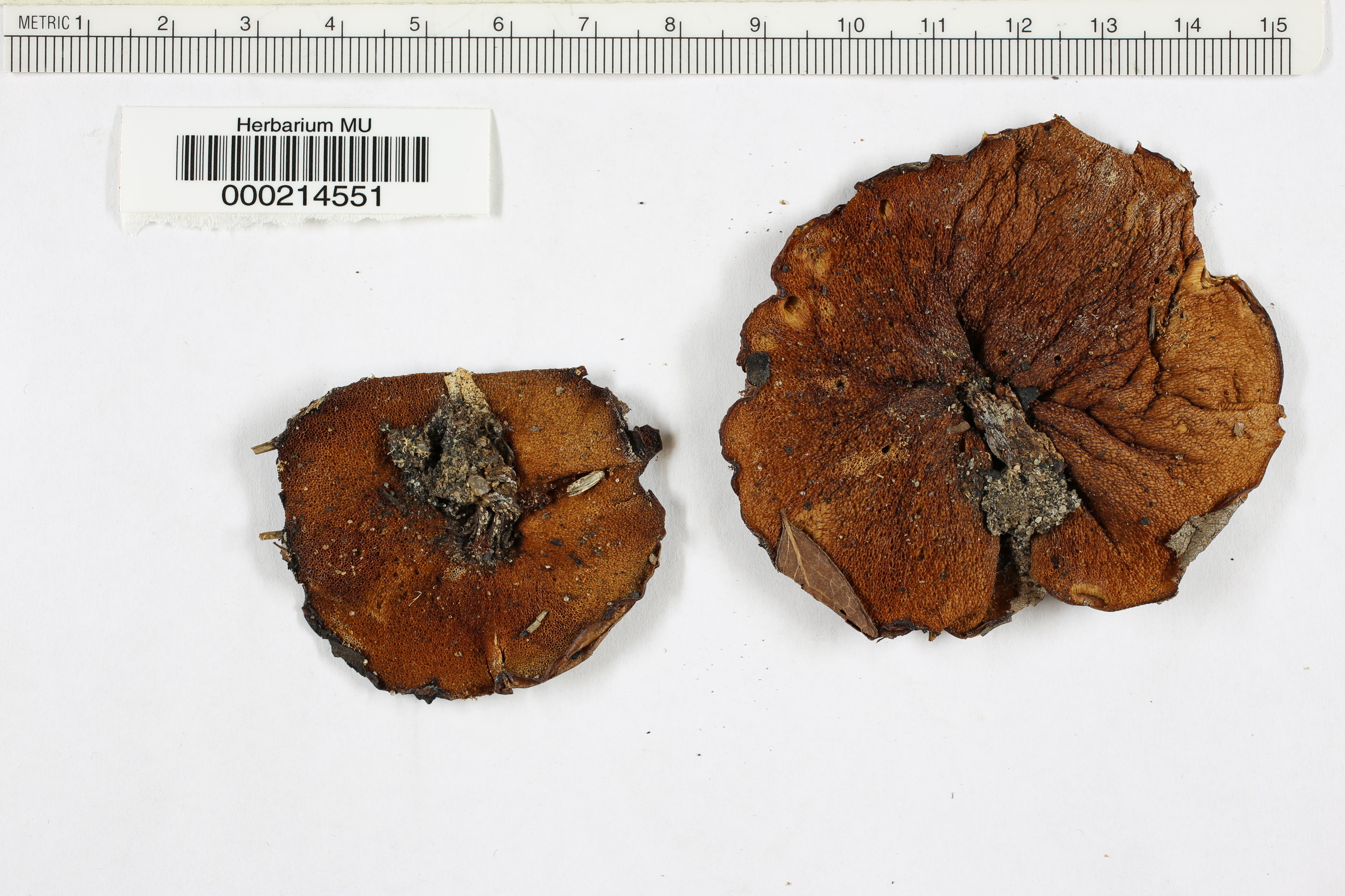 Boletus viscosus image