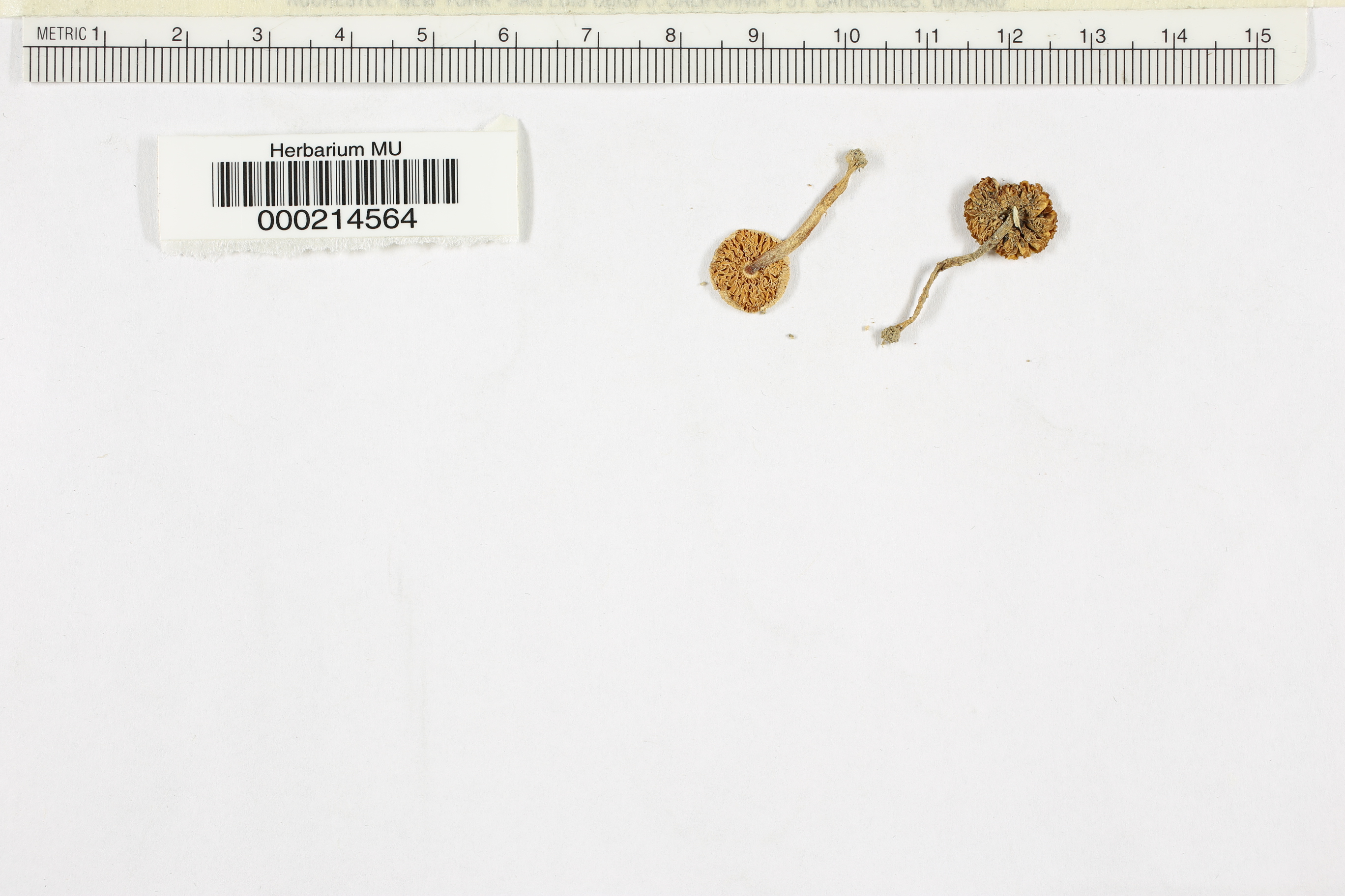 Agaricus floralis image