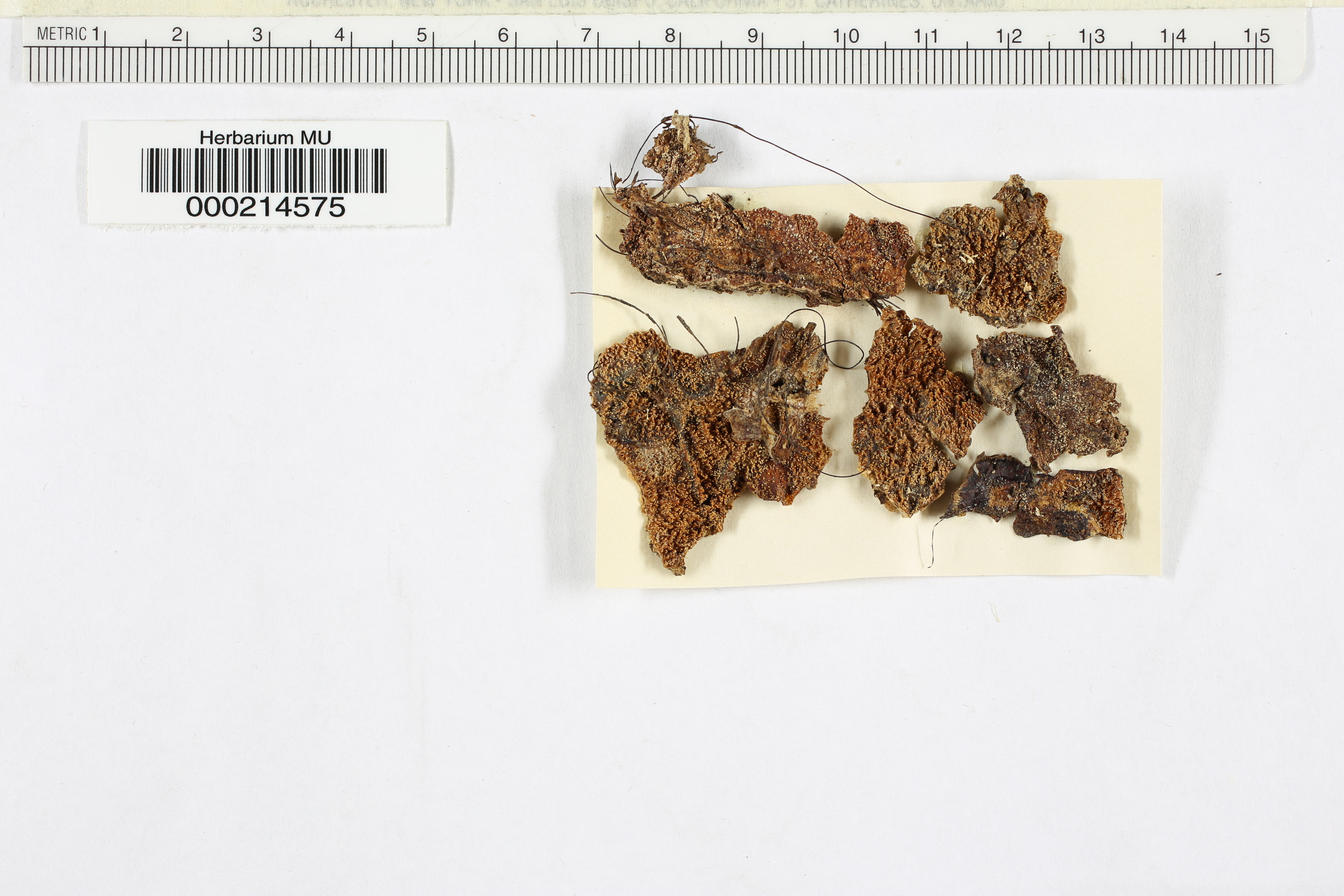 Radulomyces molaris image