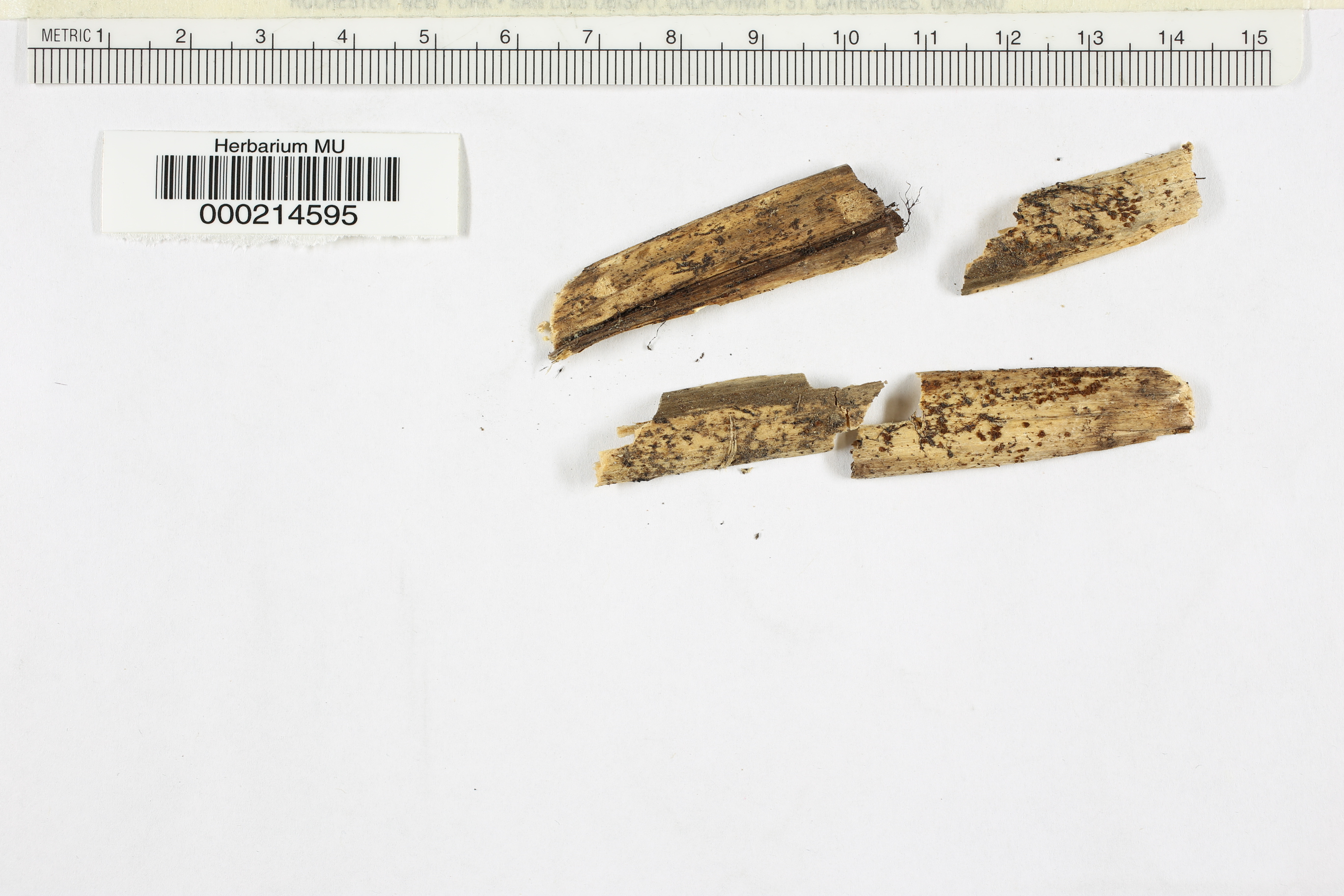Peziza setigera image
