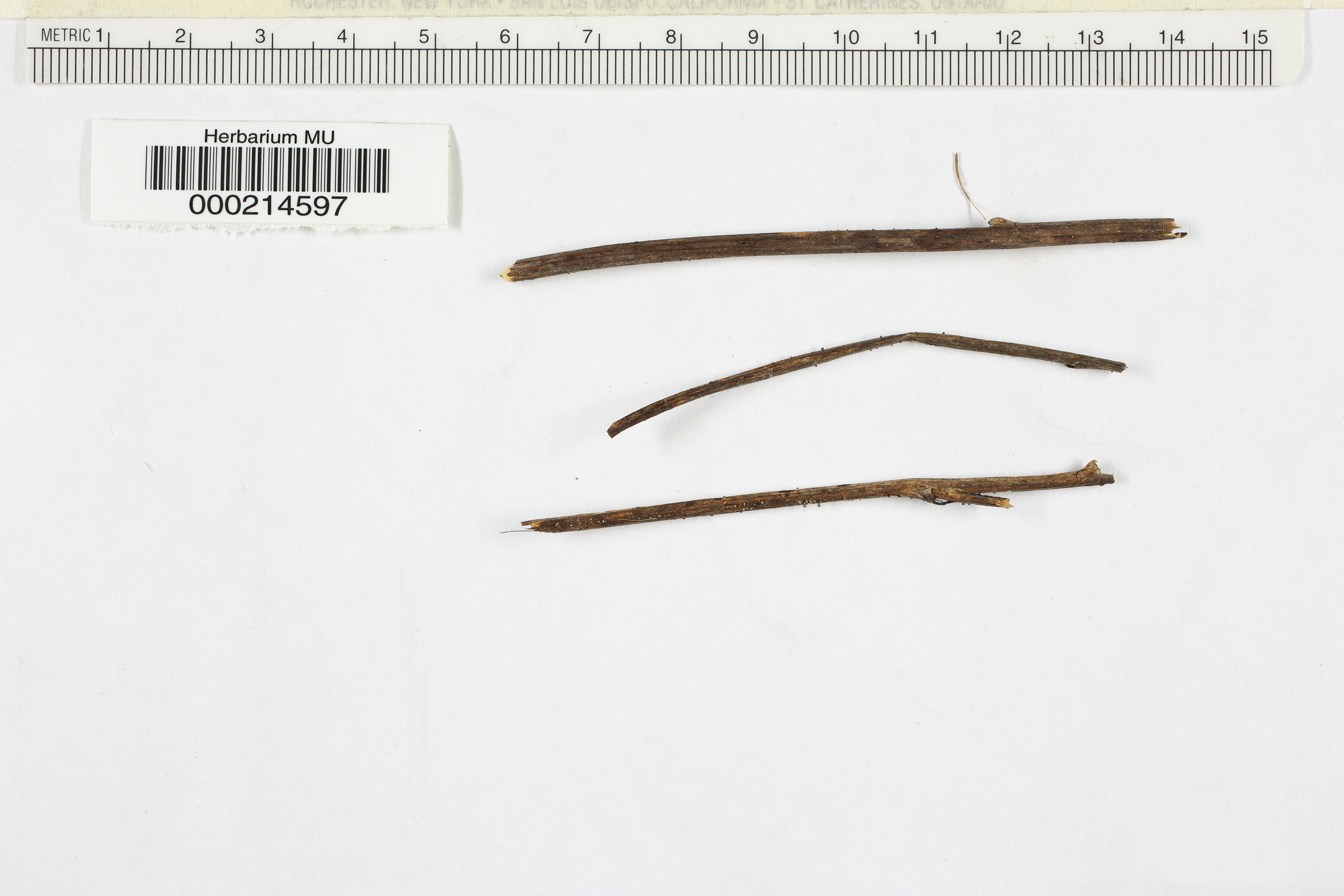 Peziza eschscholtziae image