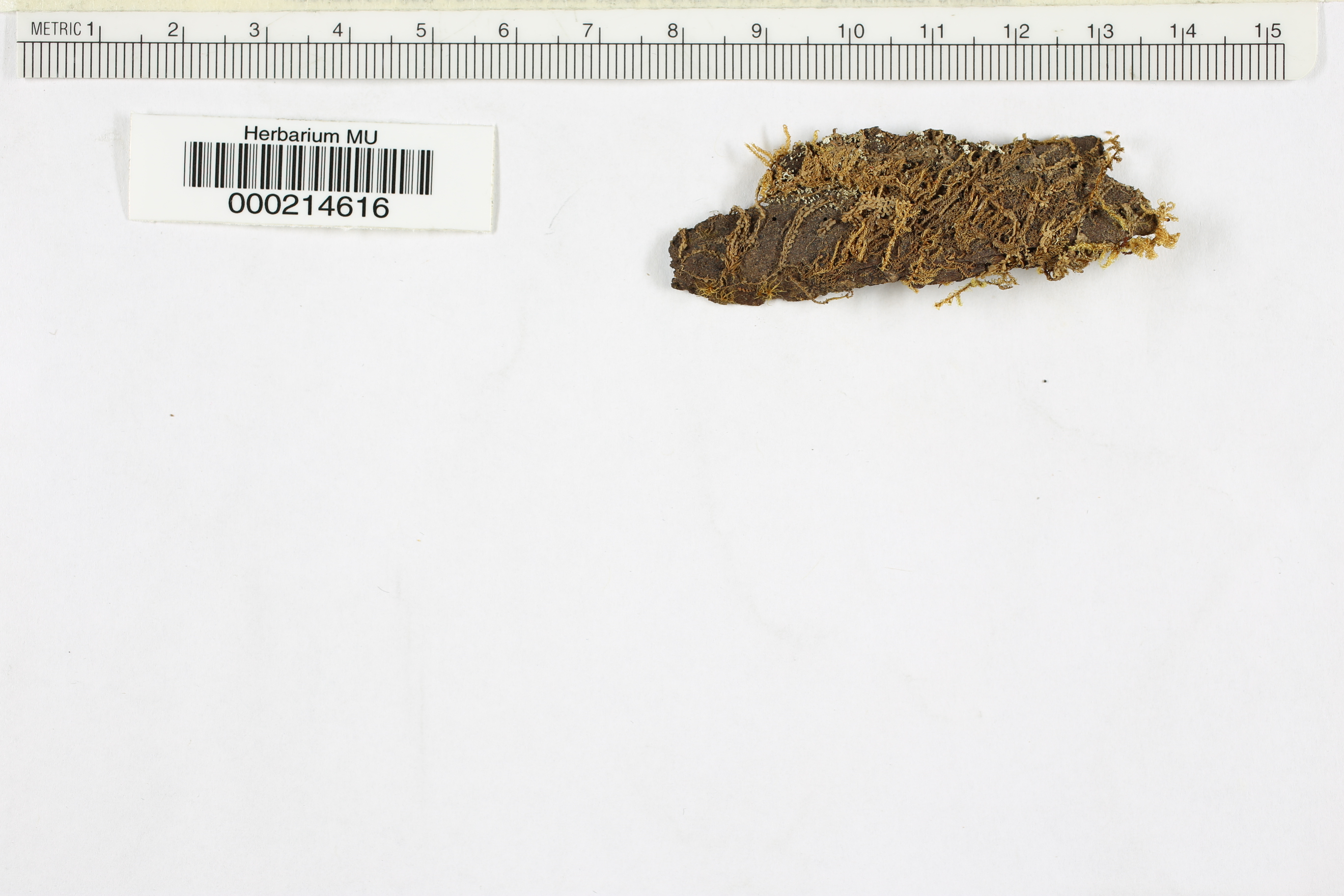 Peziza subcarnea image