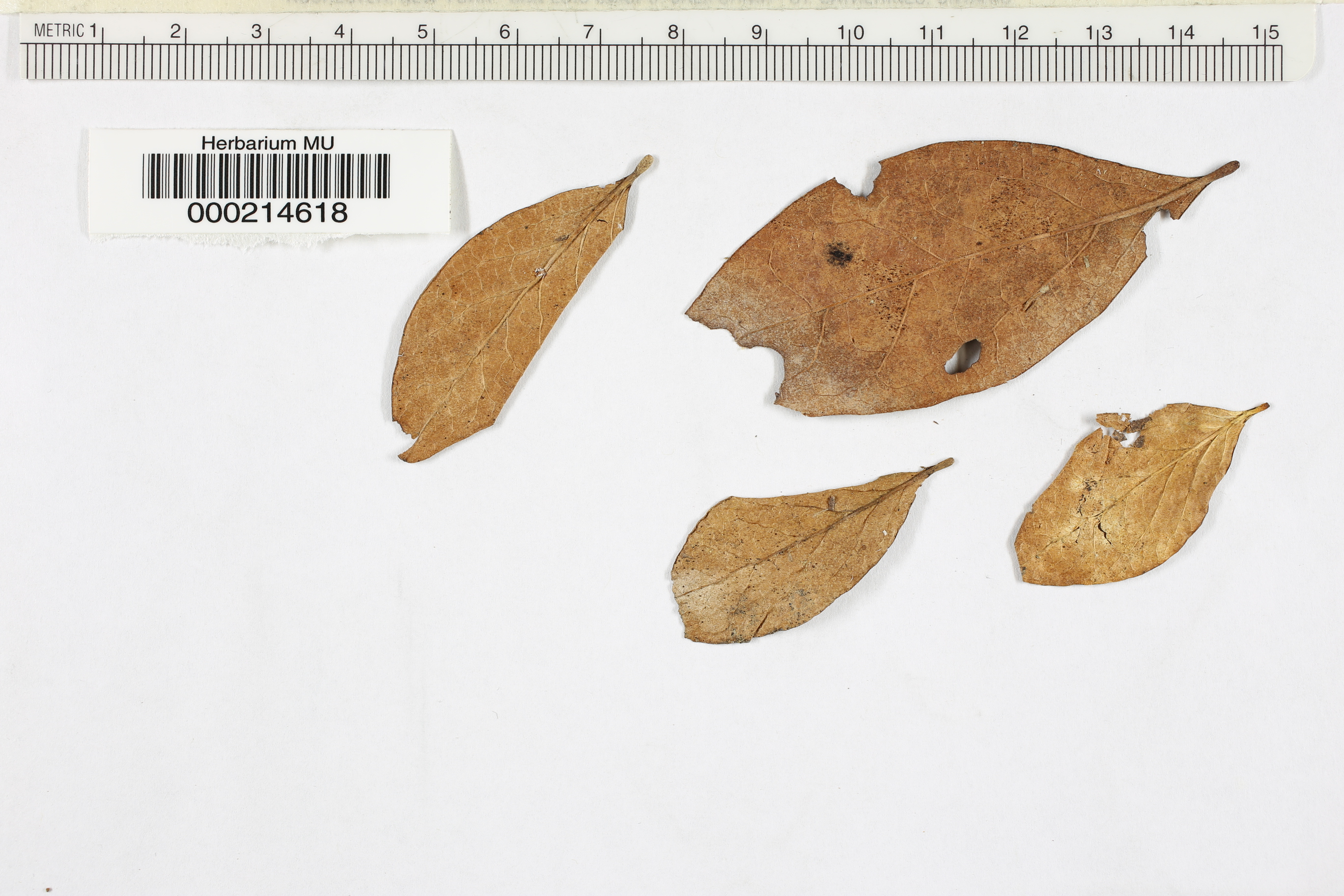 Venturiocistella image