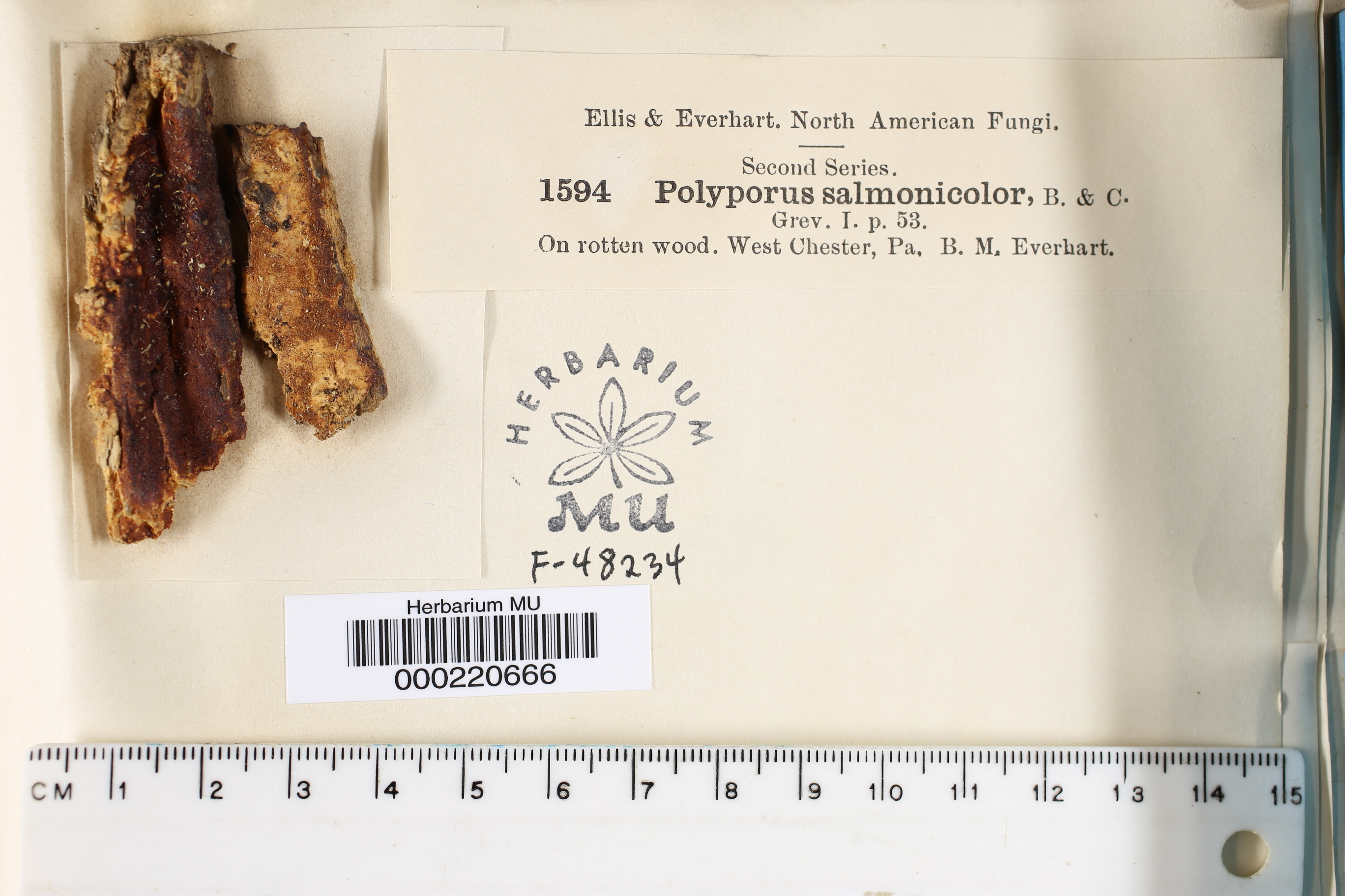 Erastia salmonicolor image