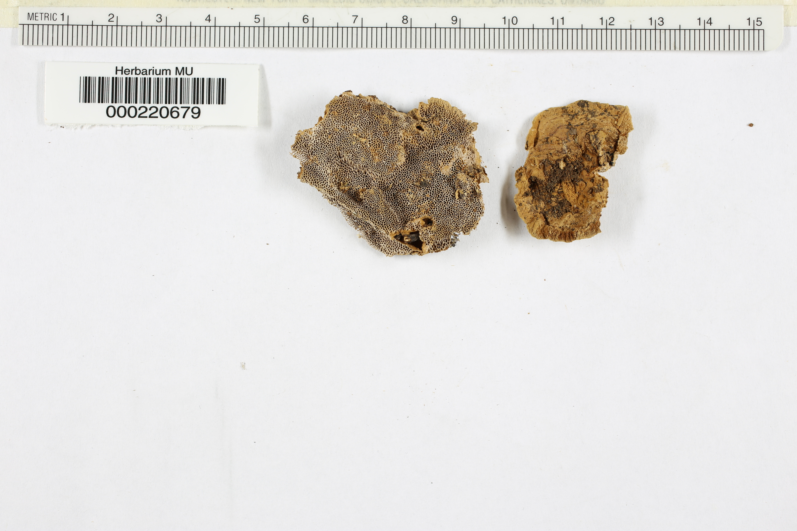 Coriolopsis floccosa image