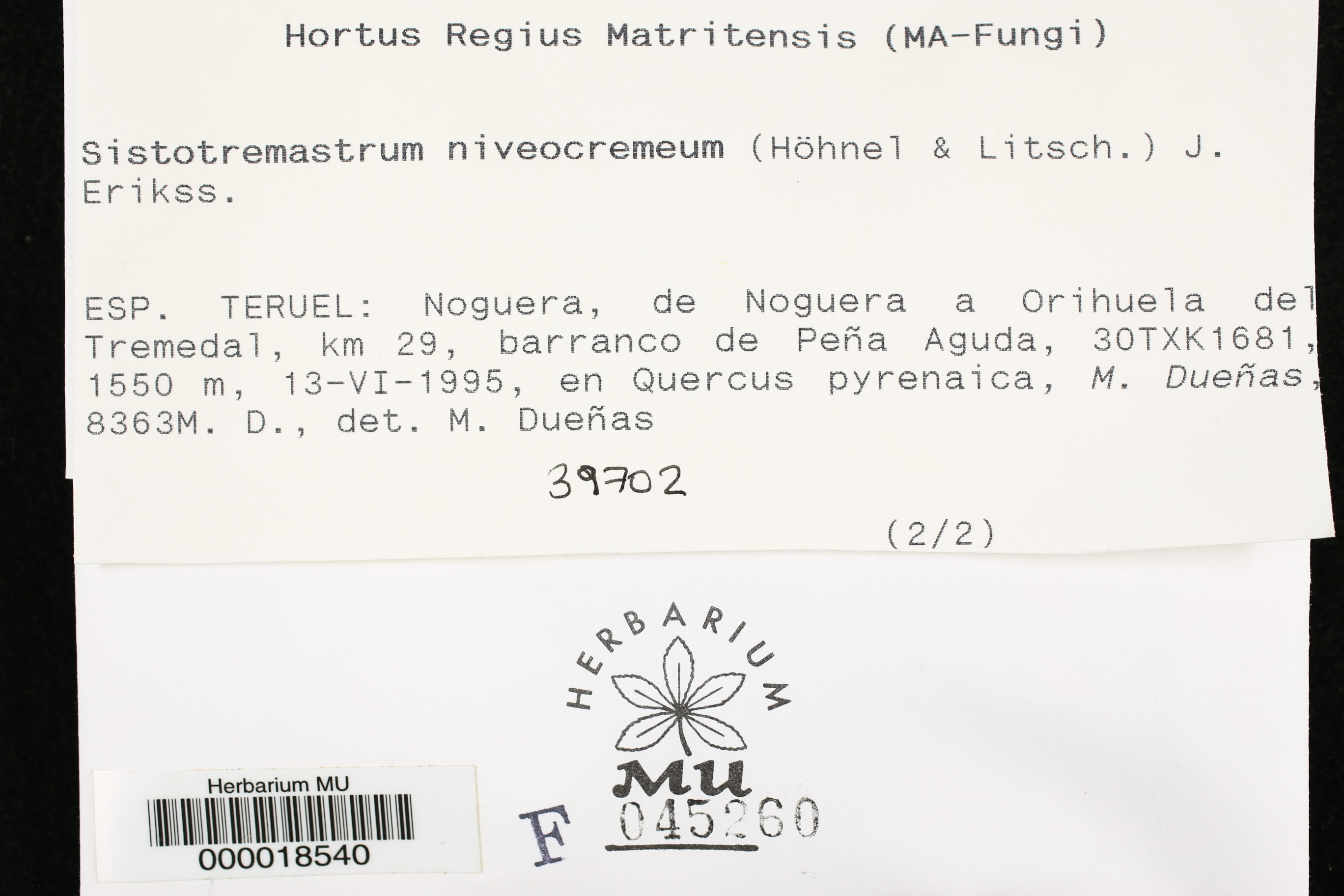 Sistotremastrum niveocremeum image