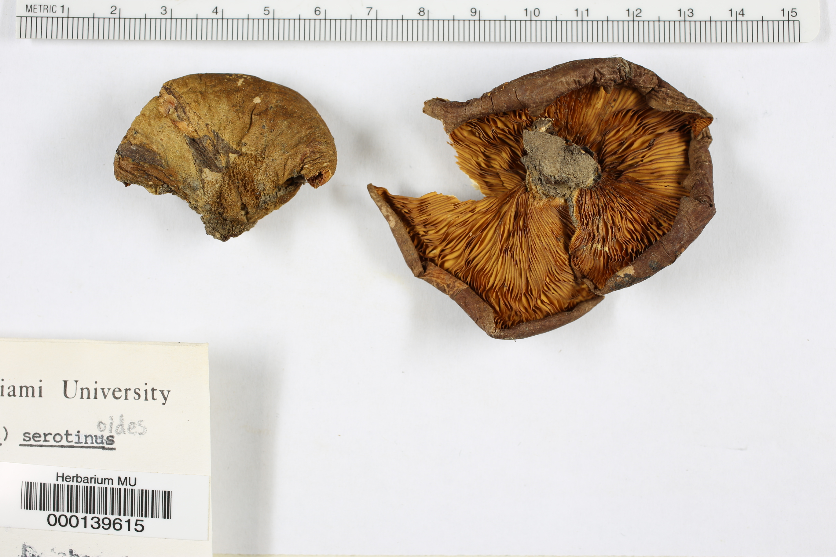 Agaricus serotinoides image