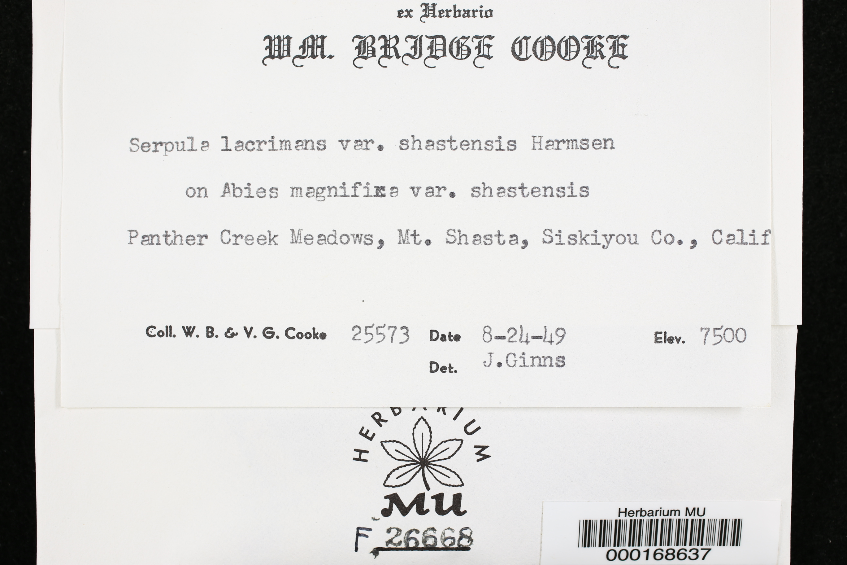 Serpula lacrymans var. shastensis image