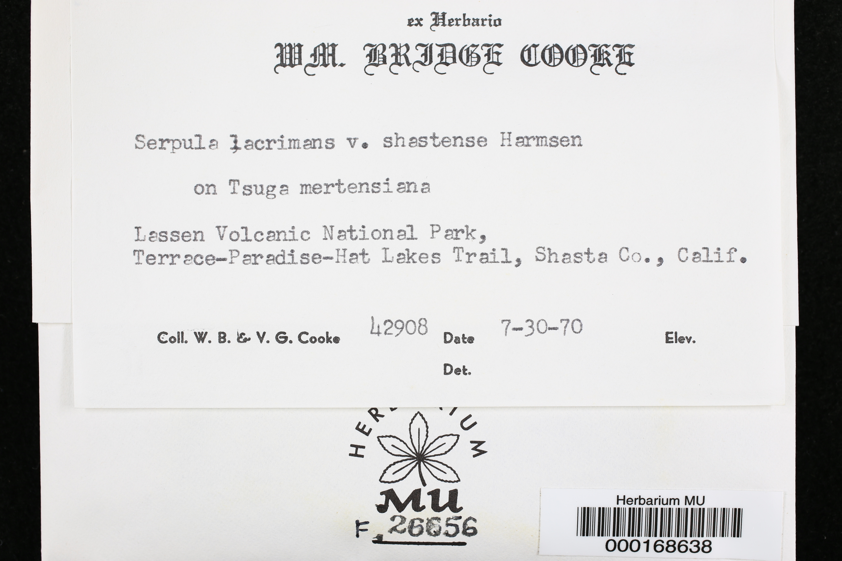Serpula lacrymans var. shastensis image