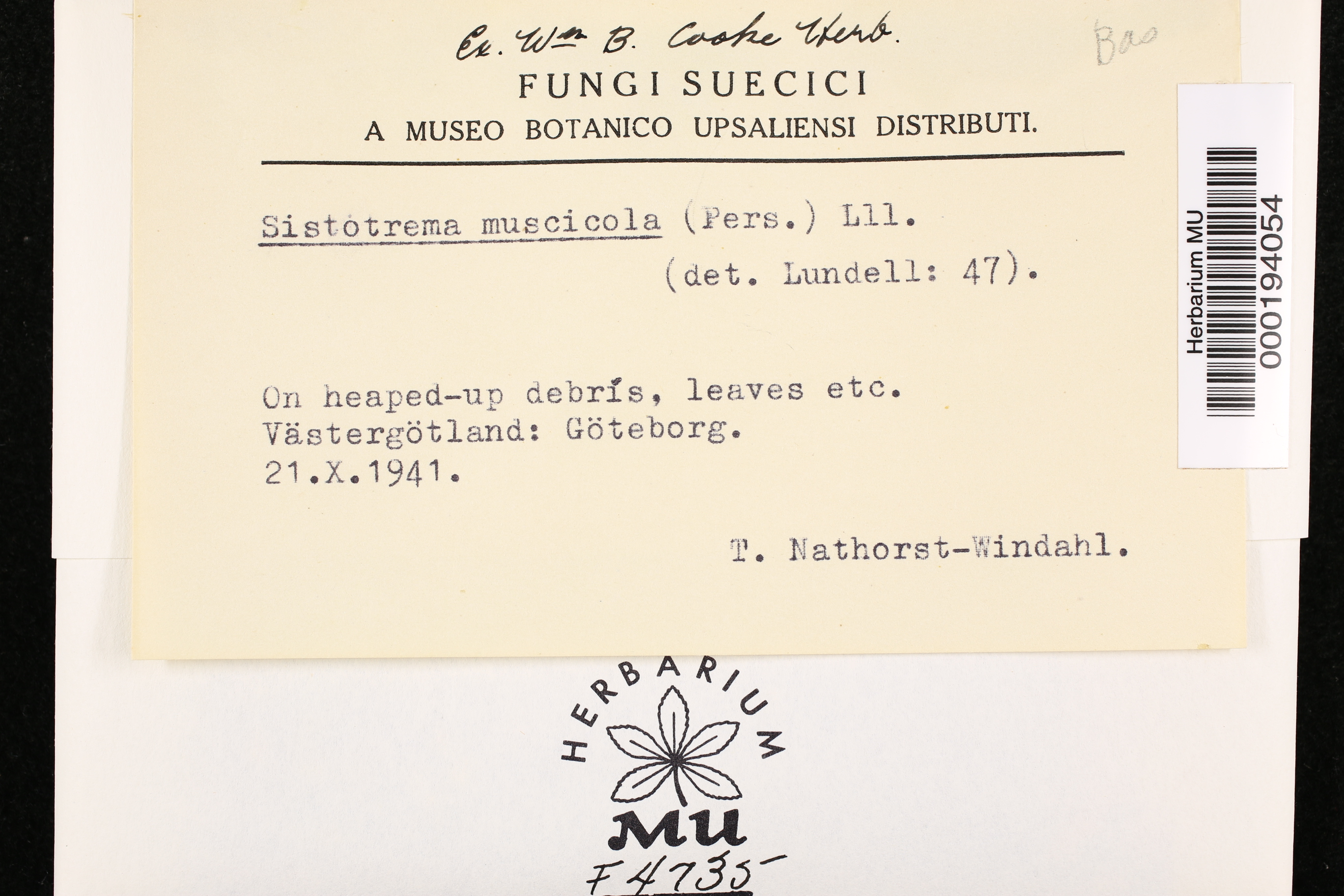Sistotrema muscicola image