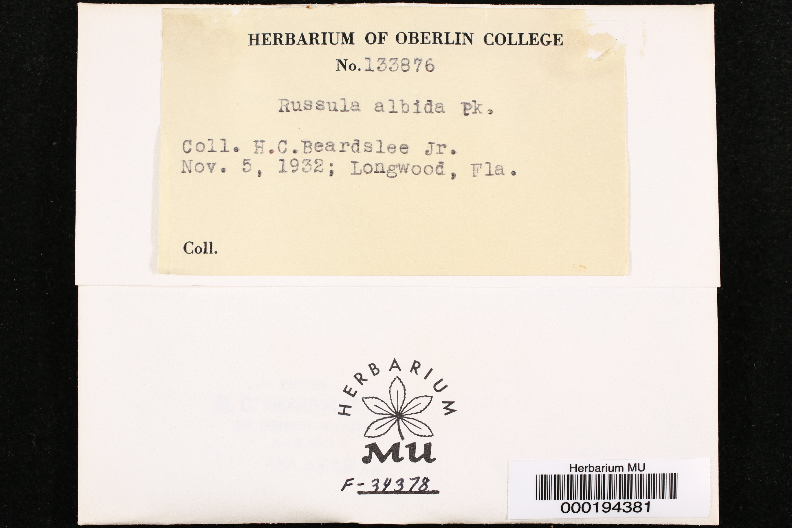 Russula albida image