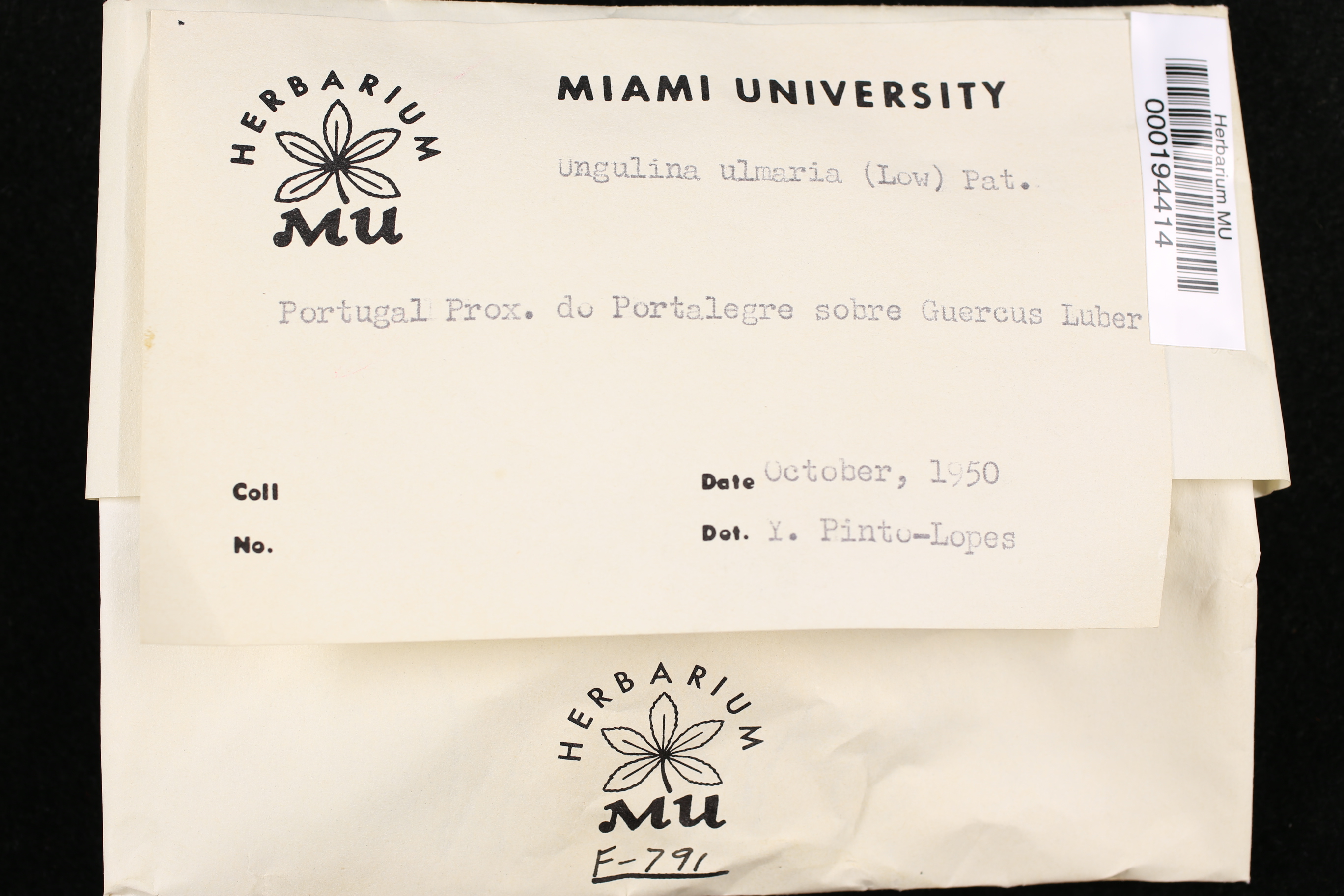 Rigidoporus ulmarius image