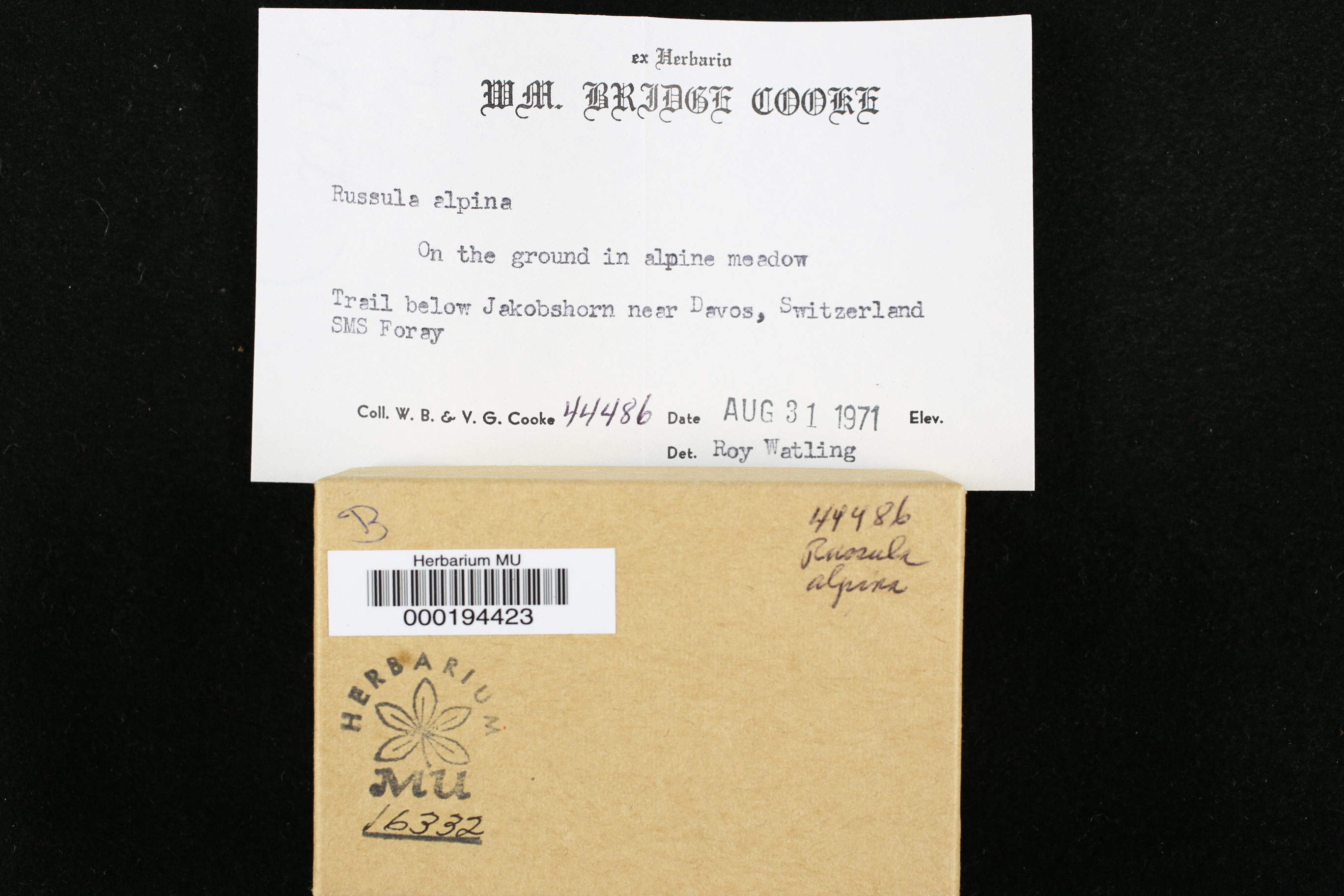 Russula alpina image