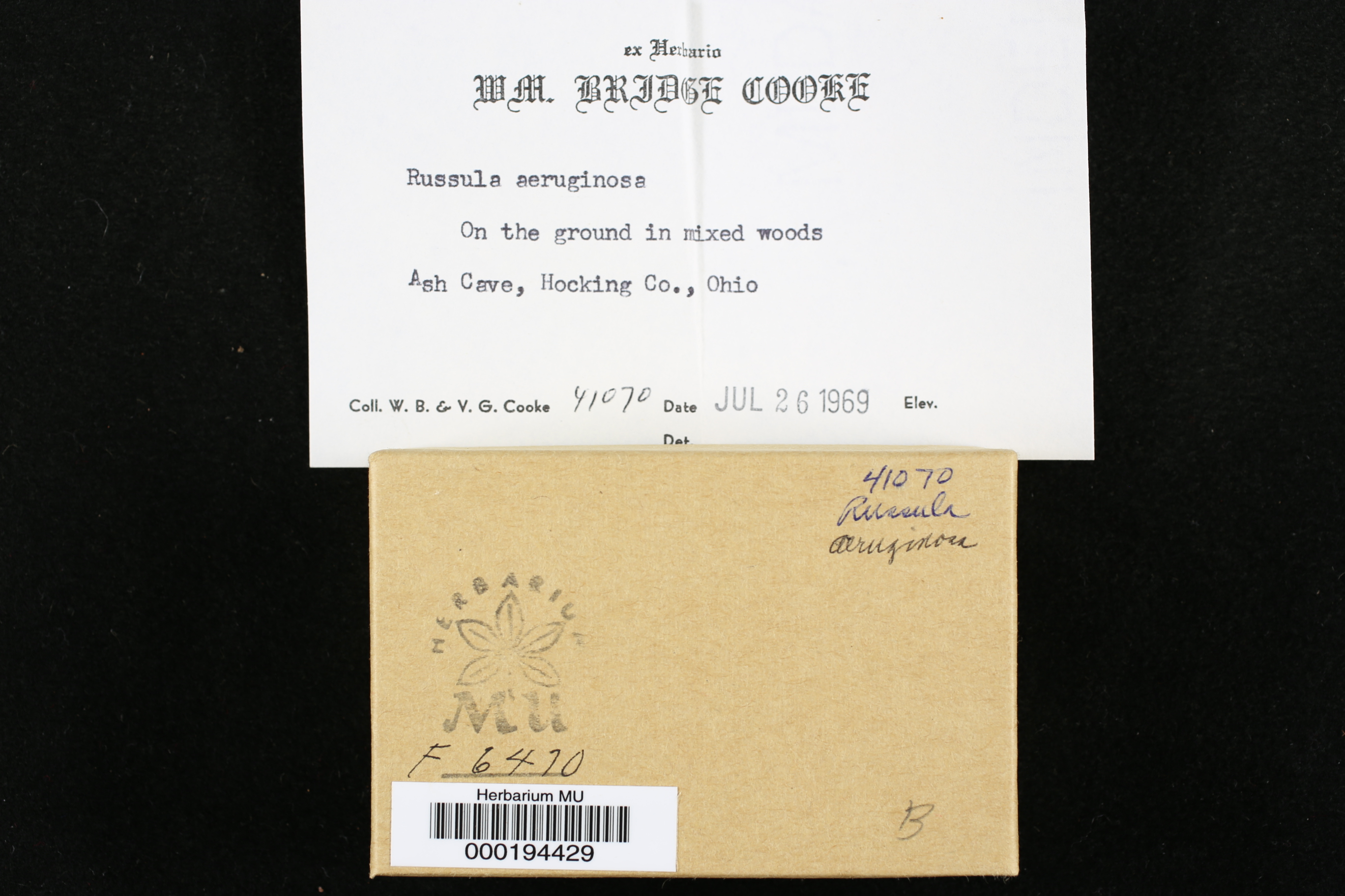 Russula aeruginosa image