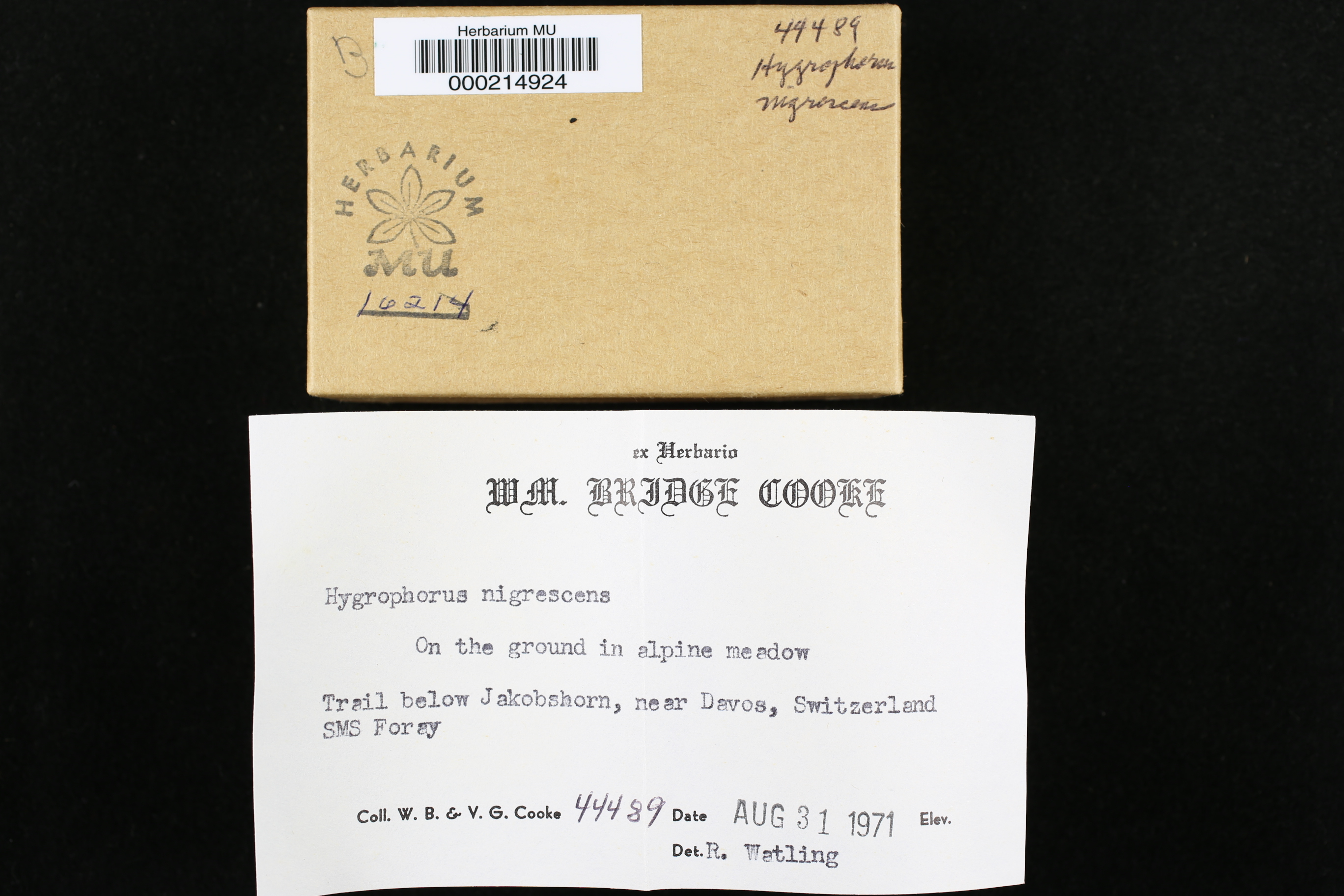 Hygrophorus nigrescens image