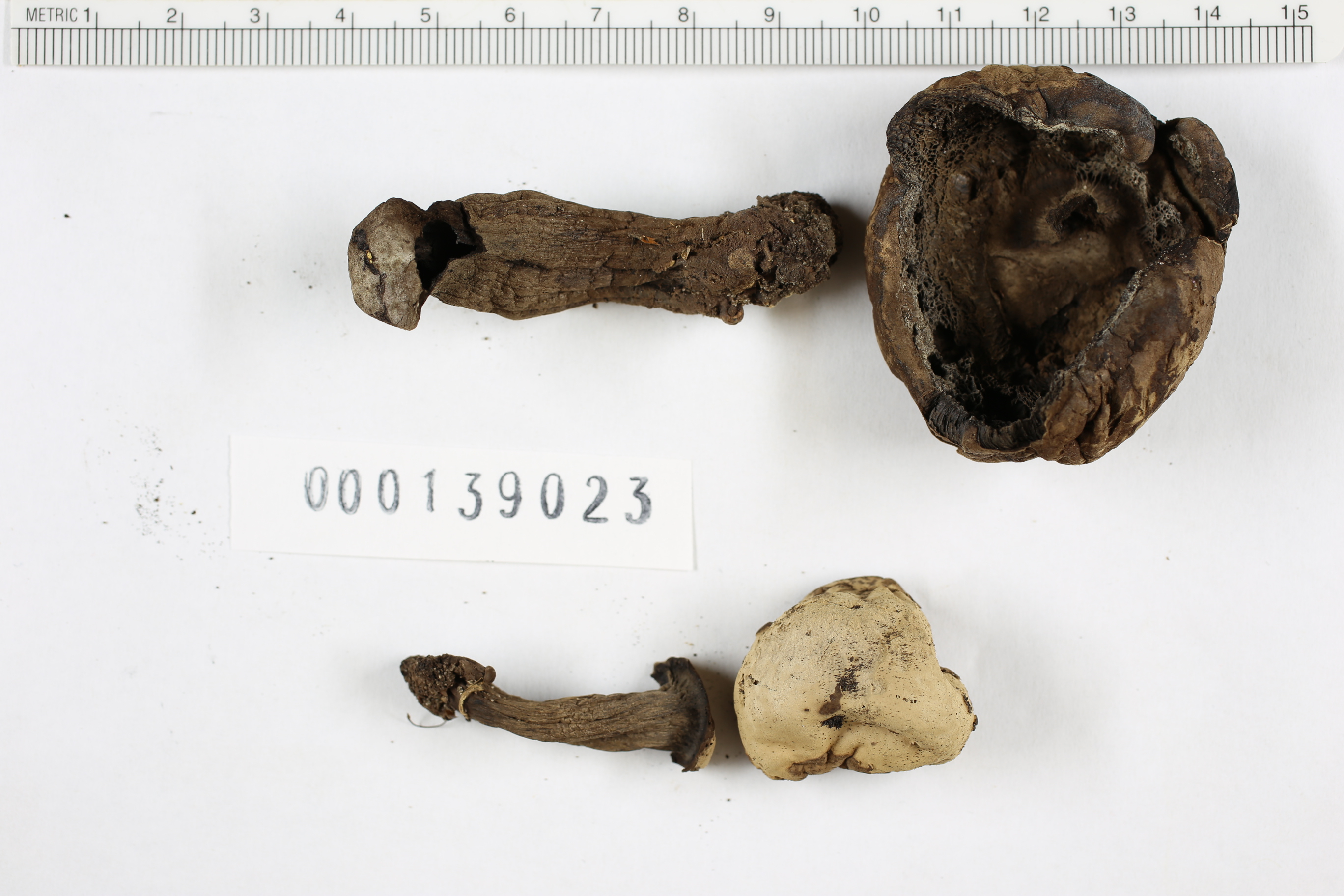 Boletus alboater image