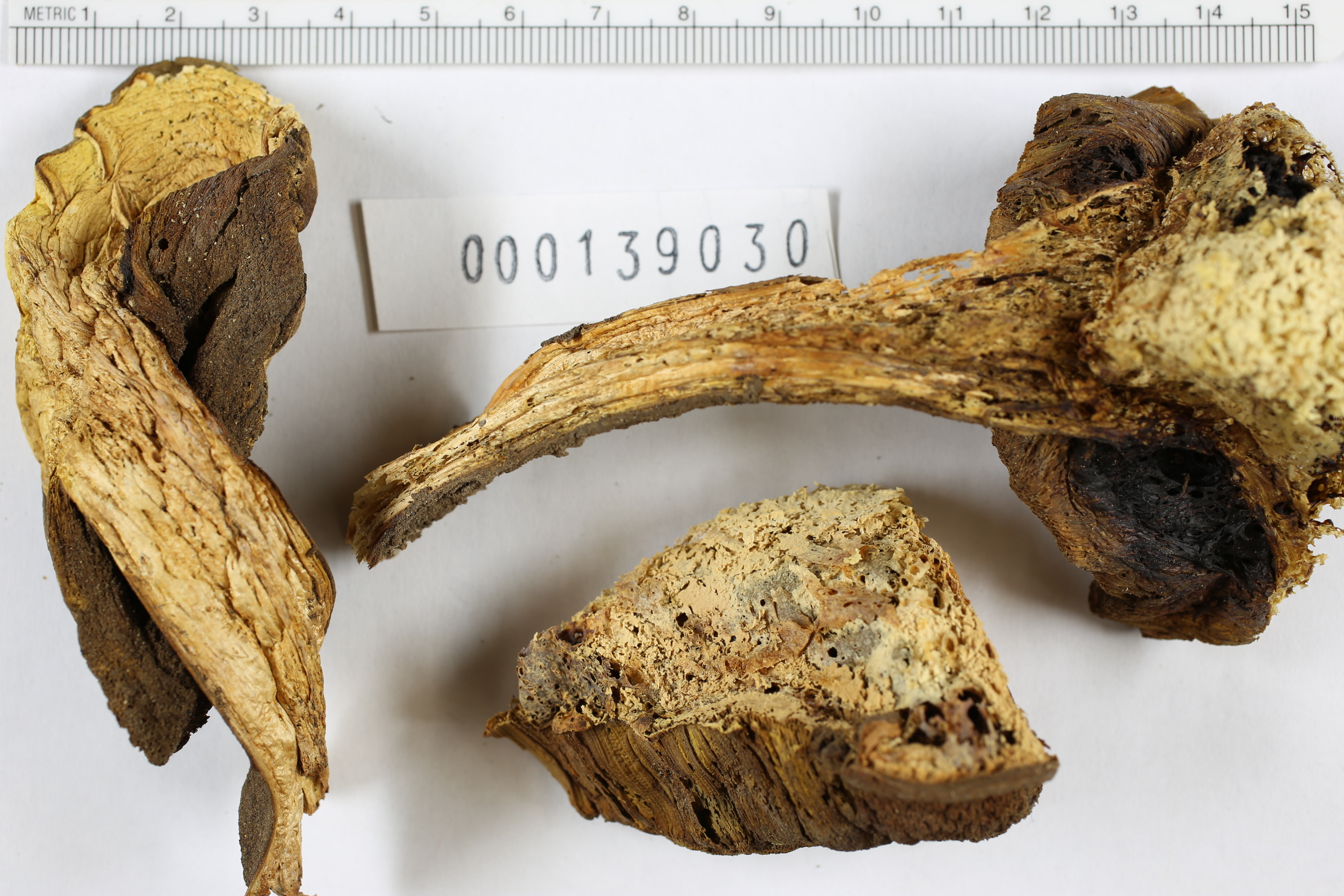 Boletus abieticola image