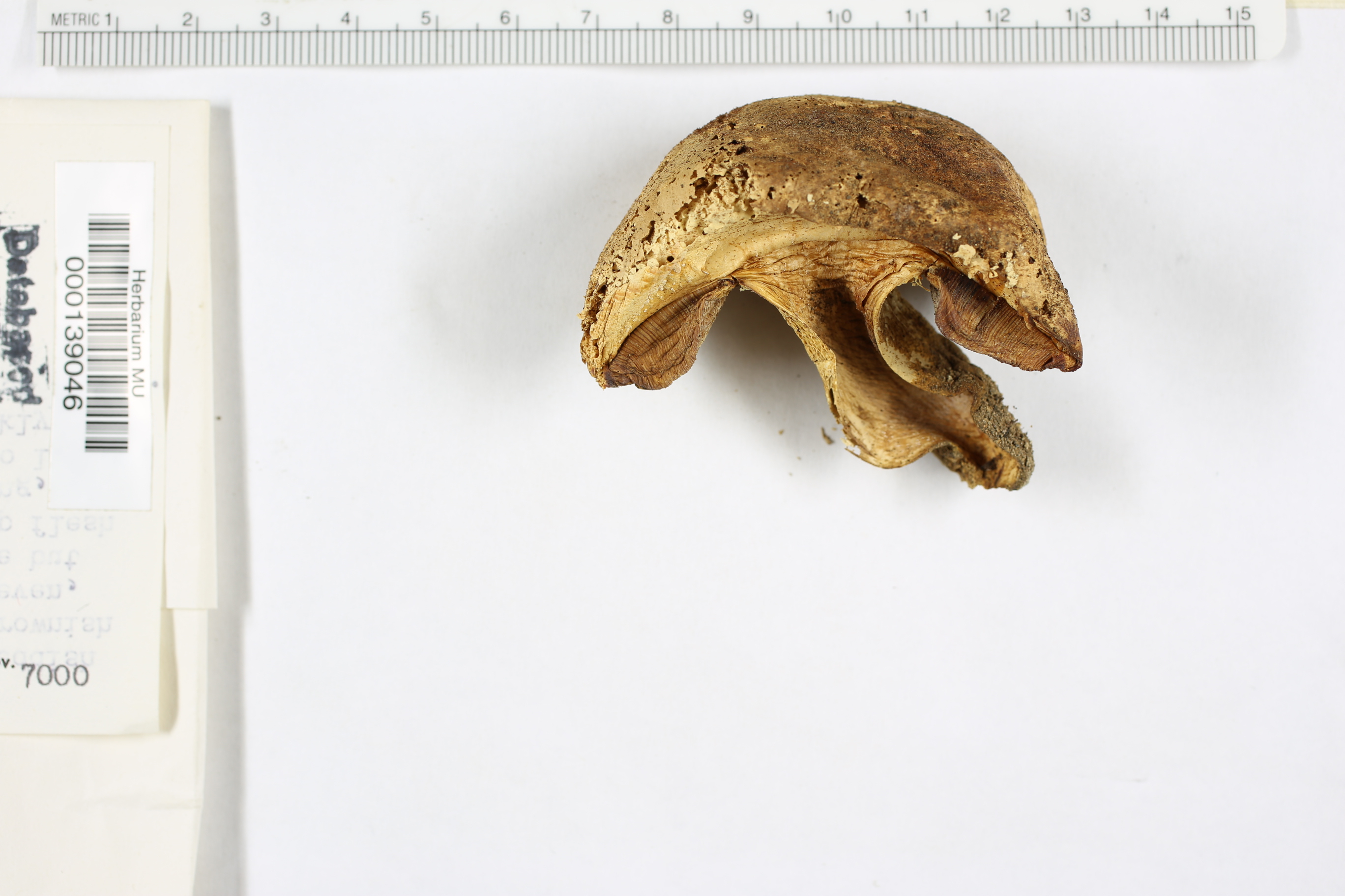 Boletus abieticola image