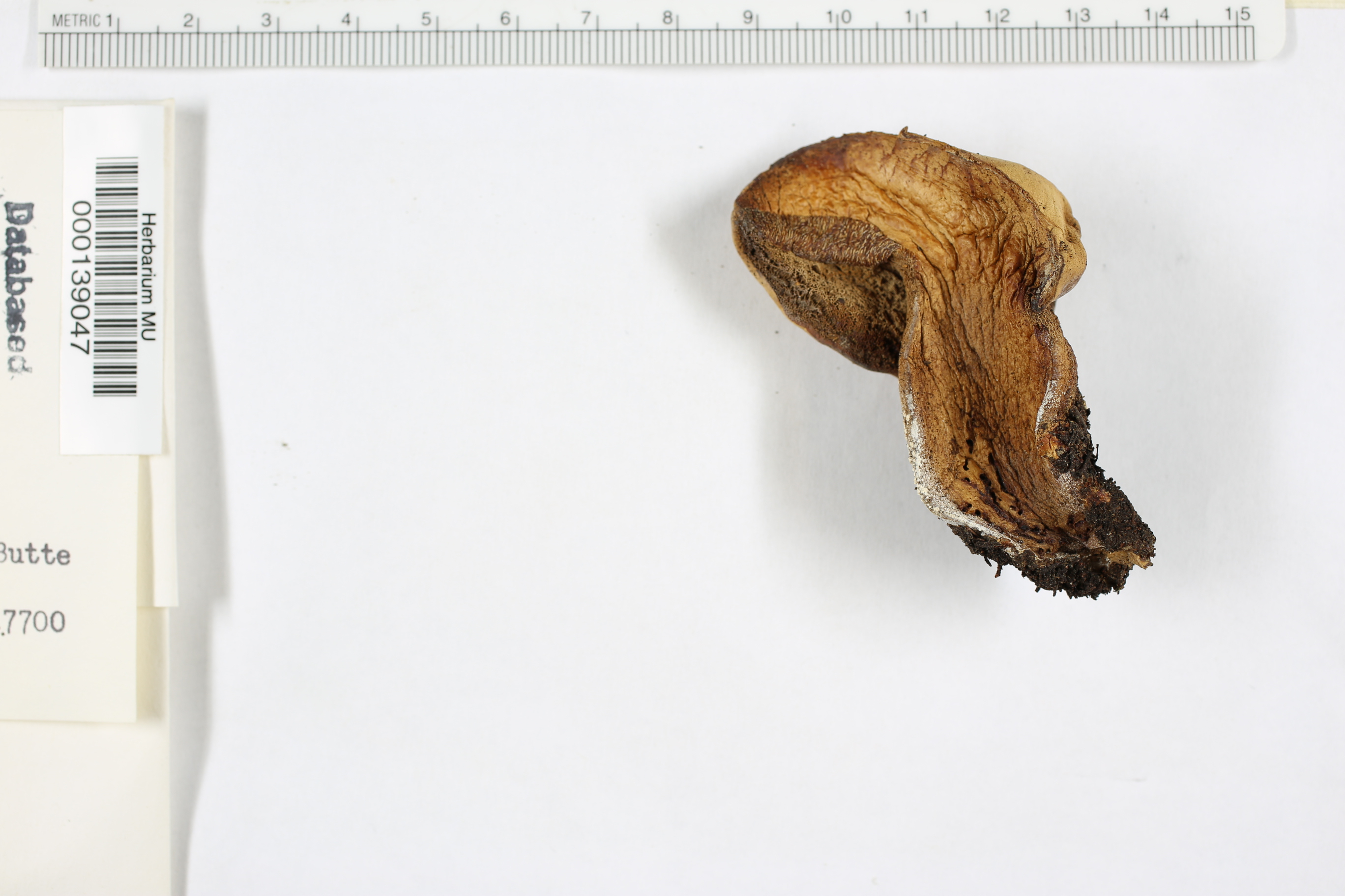 Boletus abieticola image