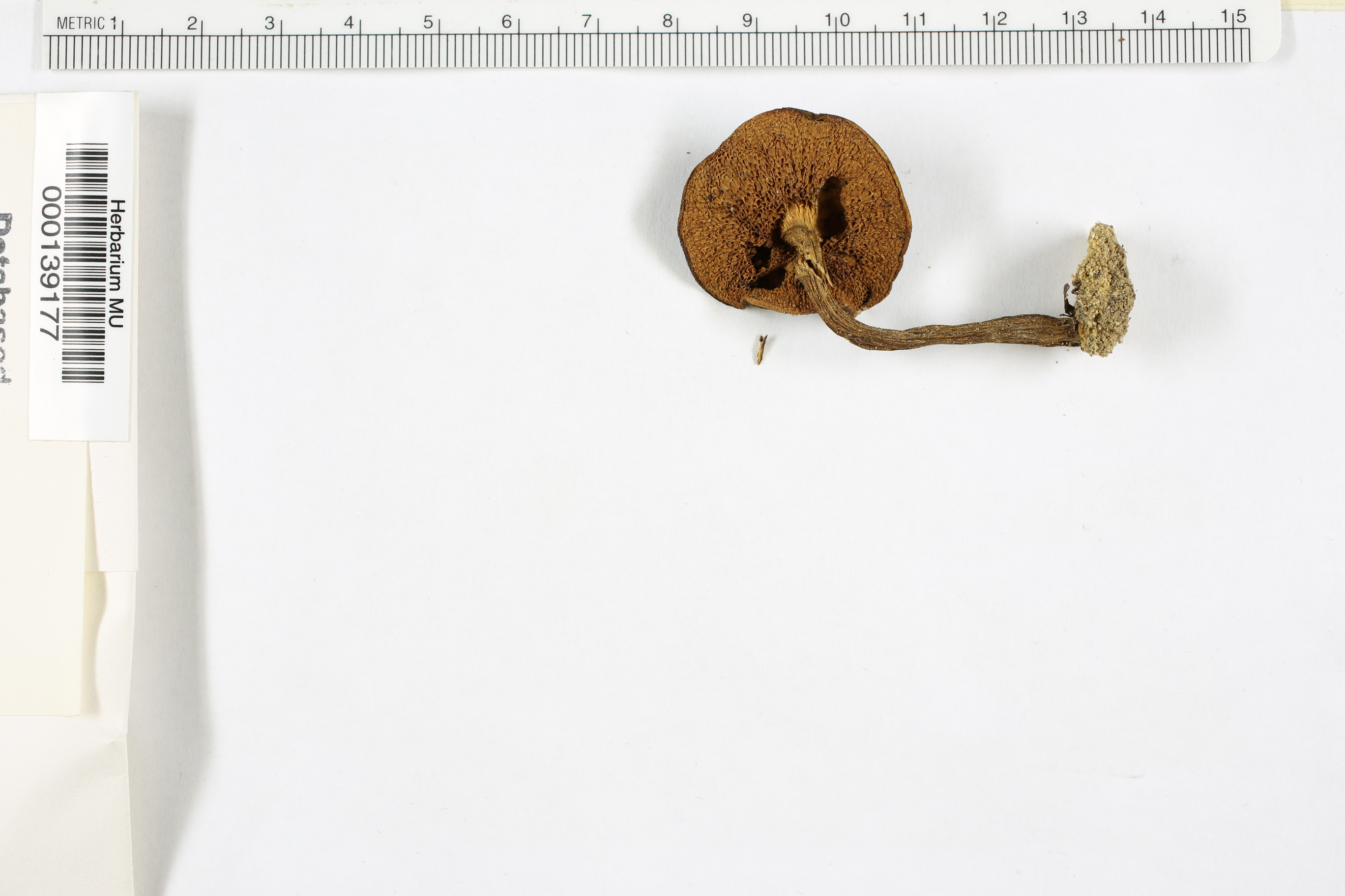 Boletus chrysenteroides image