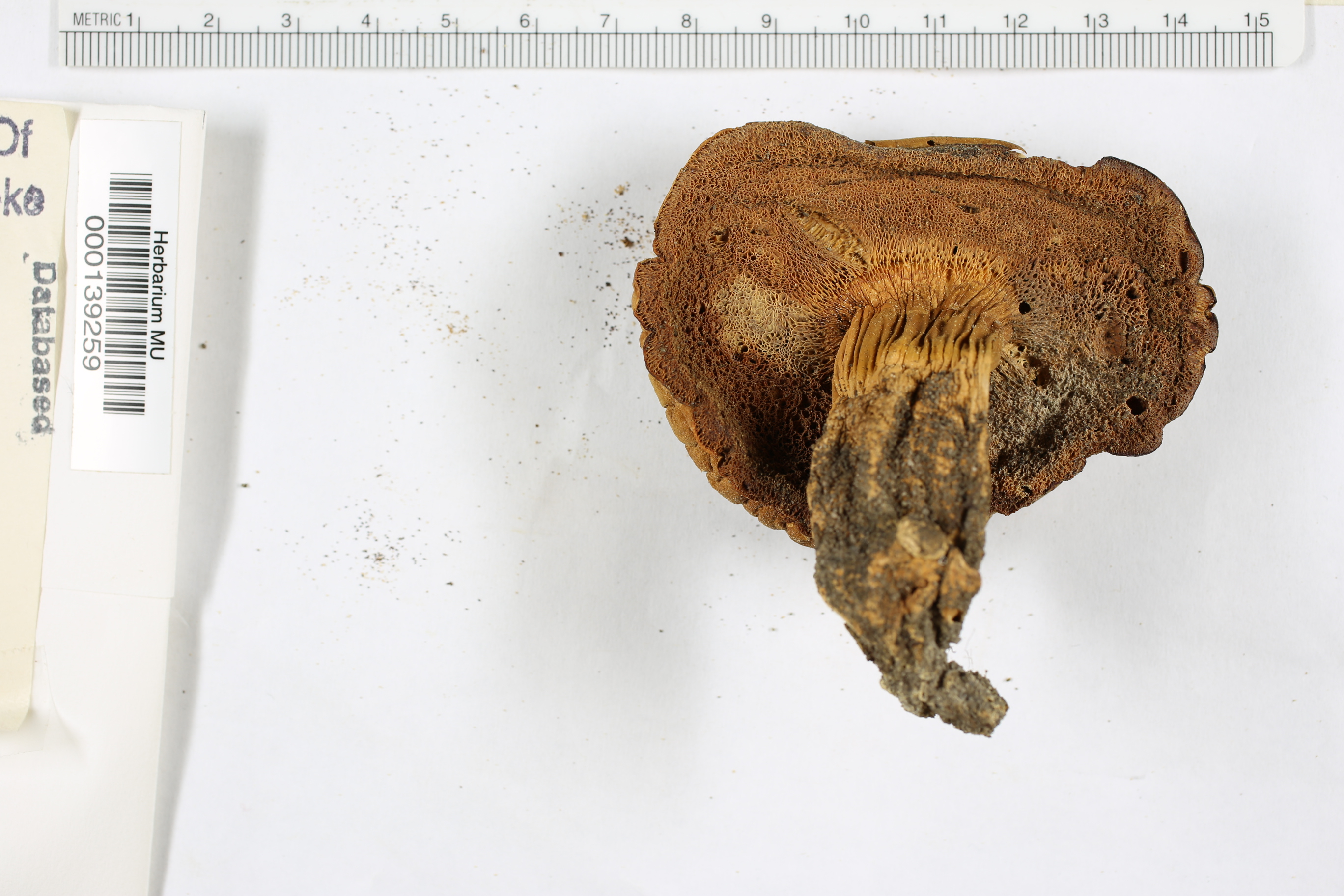 Boletus praeanisatus image