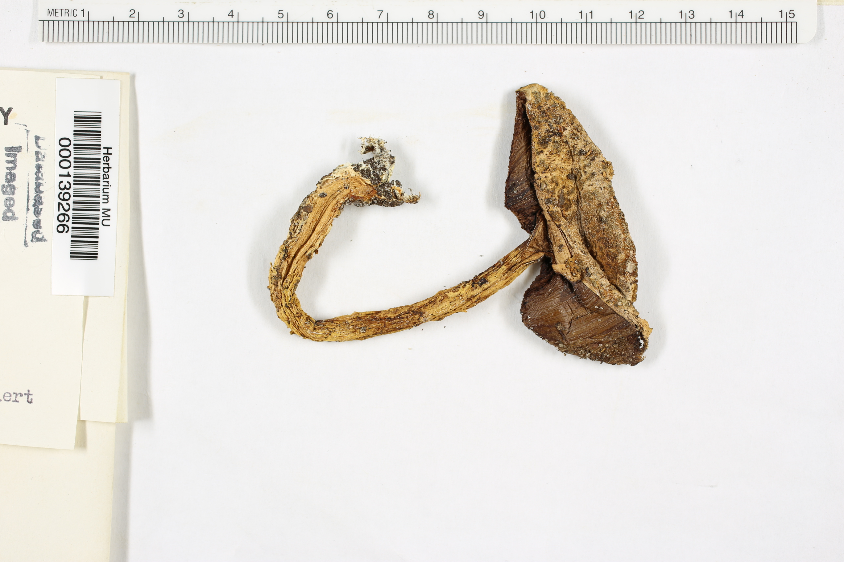 Boletus russellii image