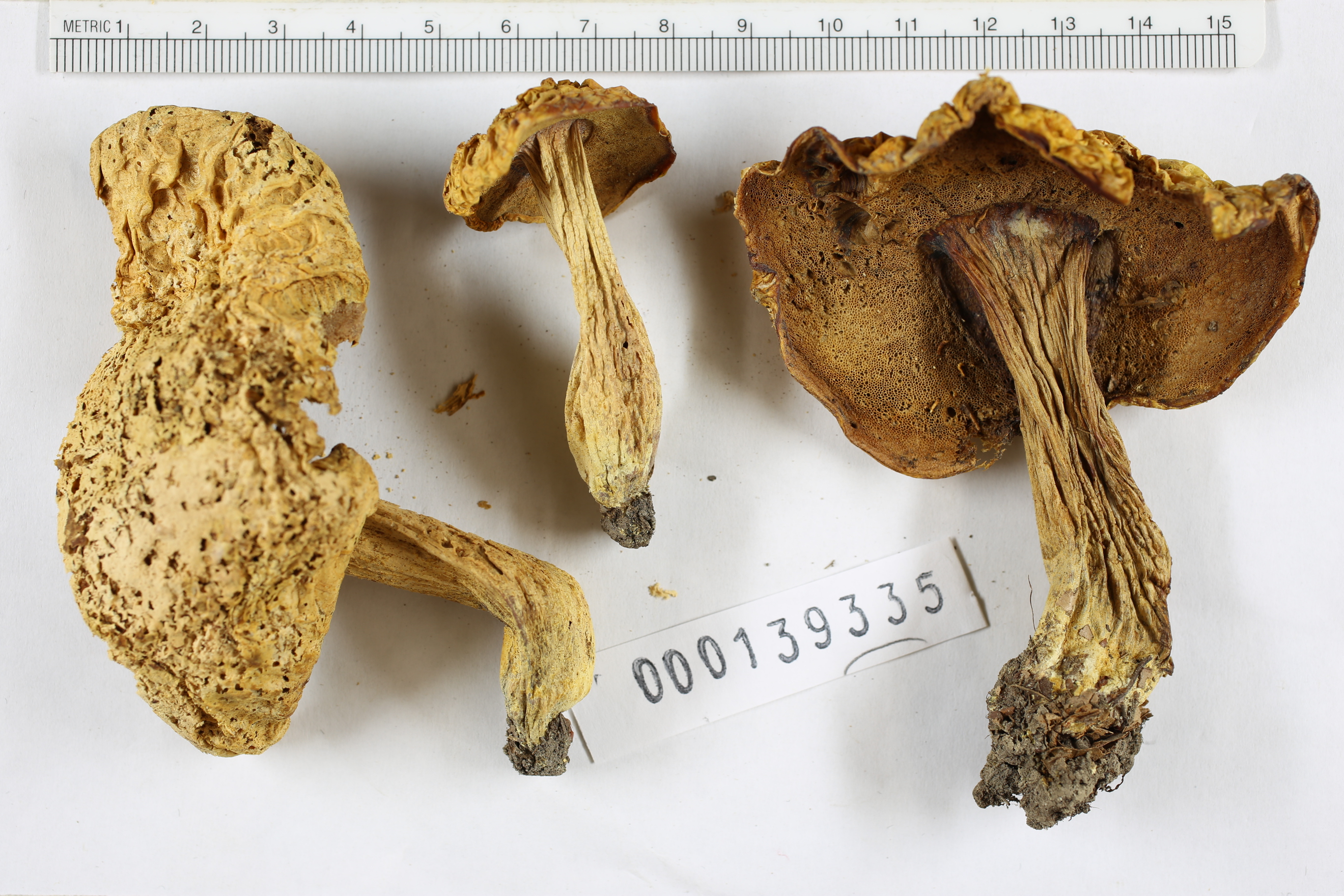 Boletus subglabripes var. corrugis image