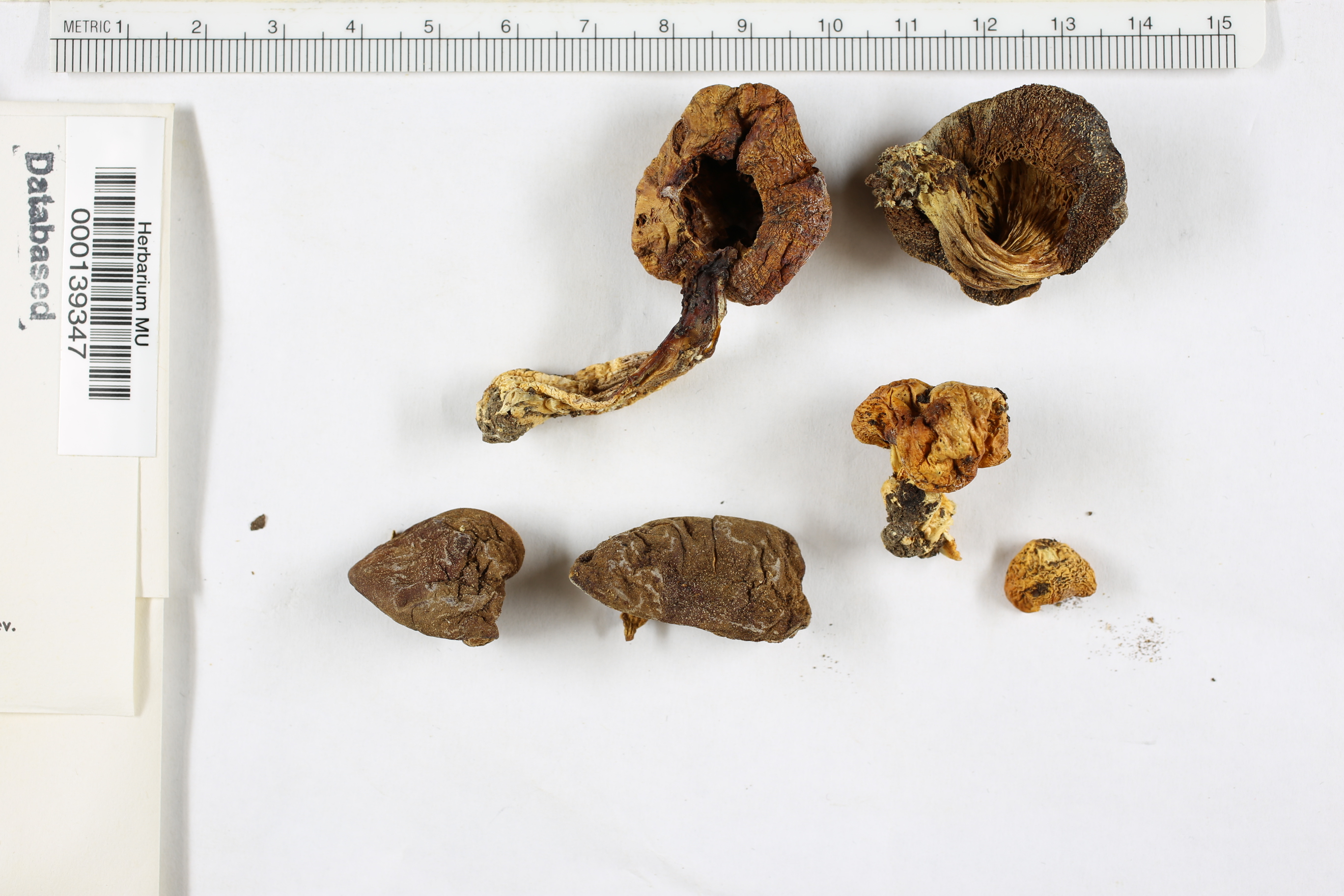 Boletus subtomentosum image