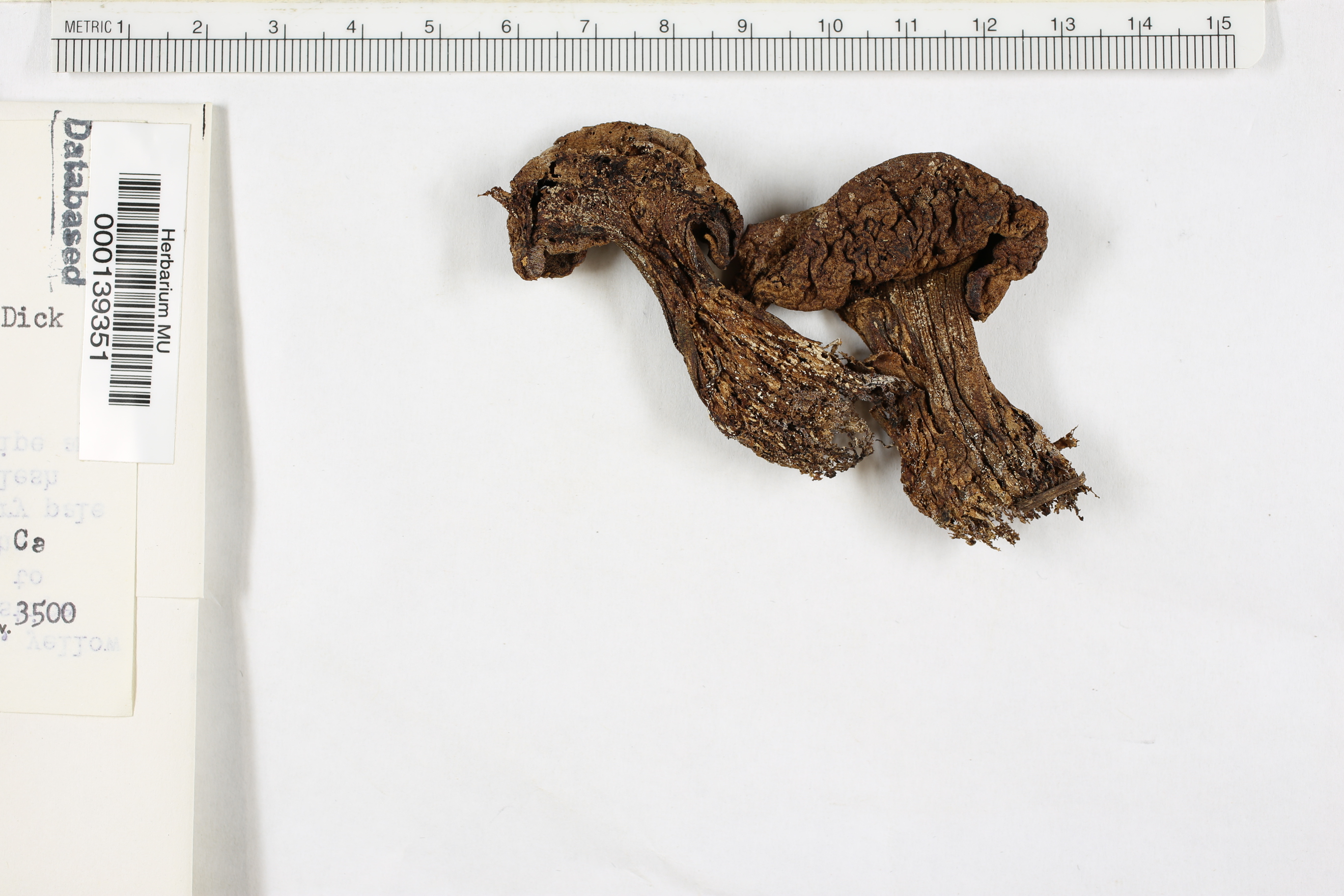 Boletus tomentoides image