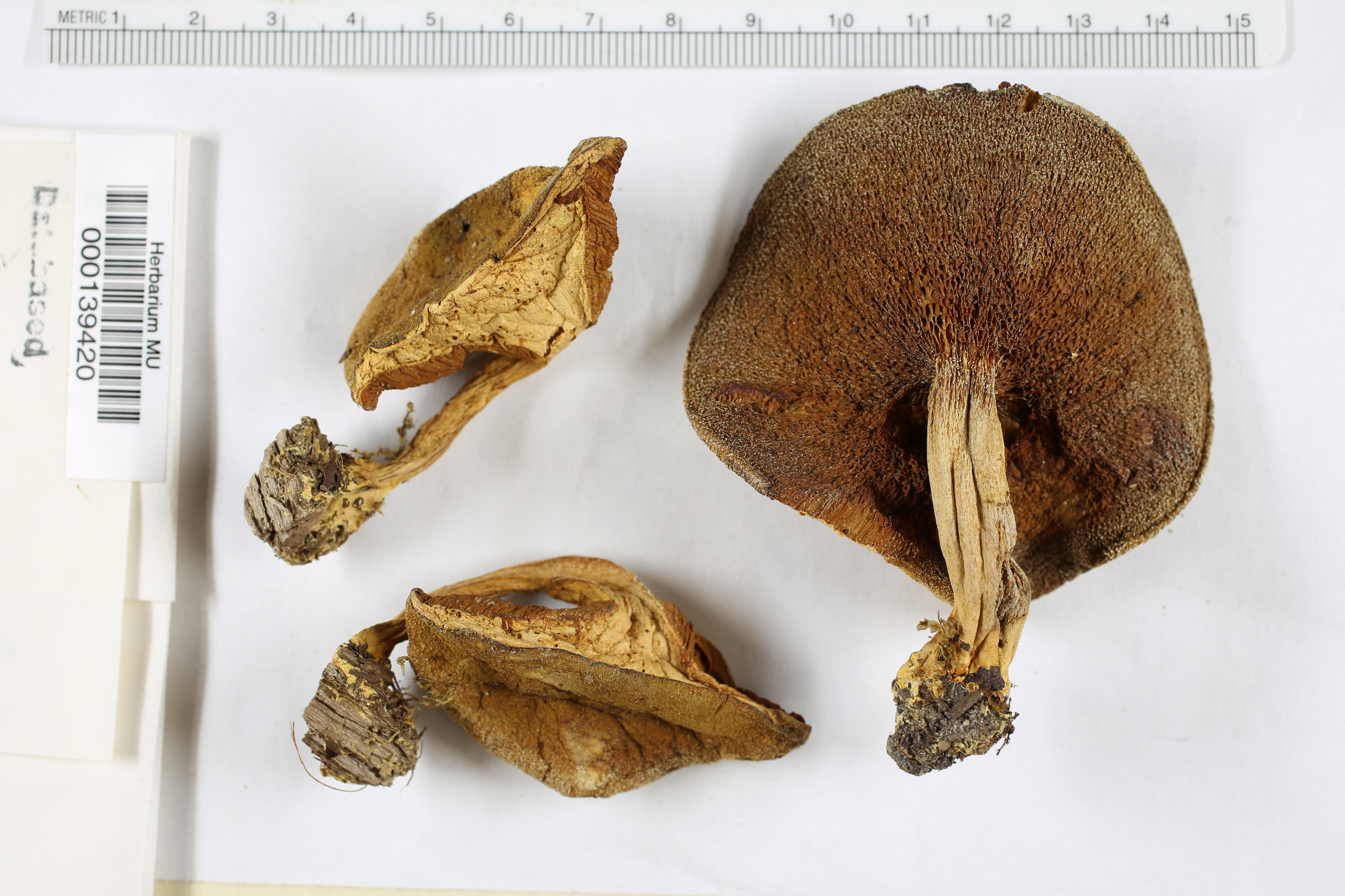 Boletus subtomentosum image