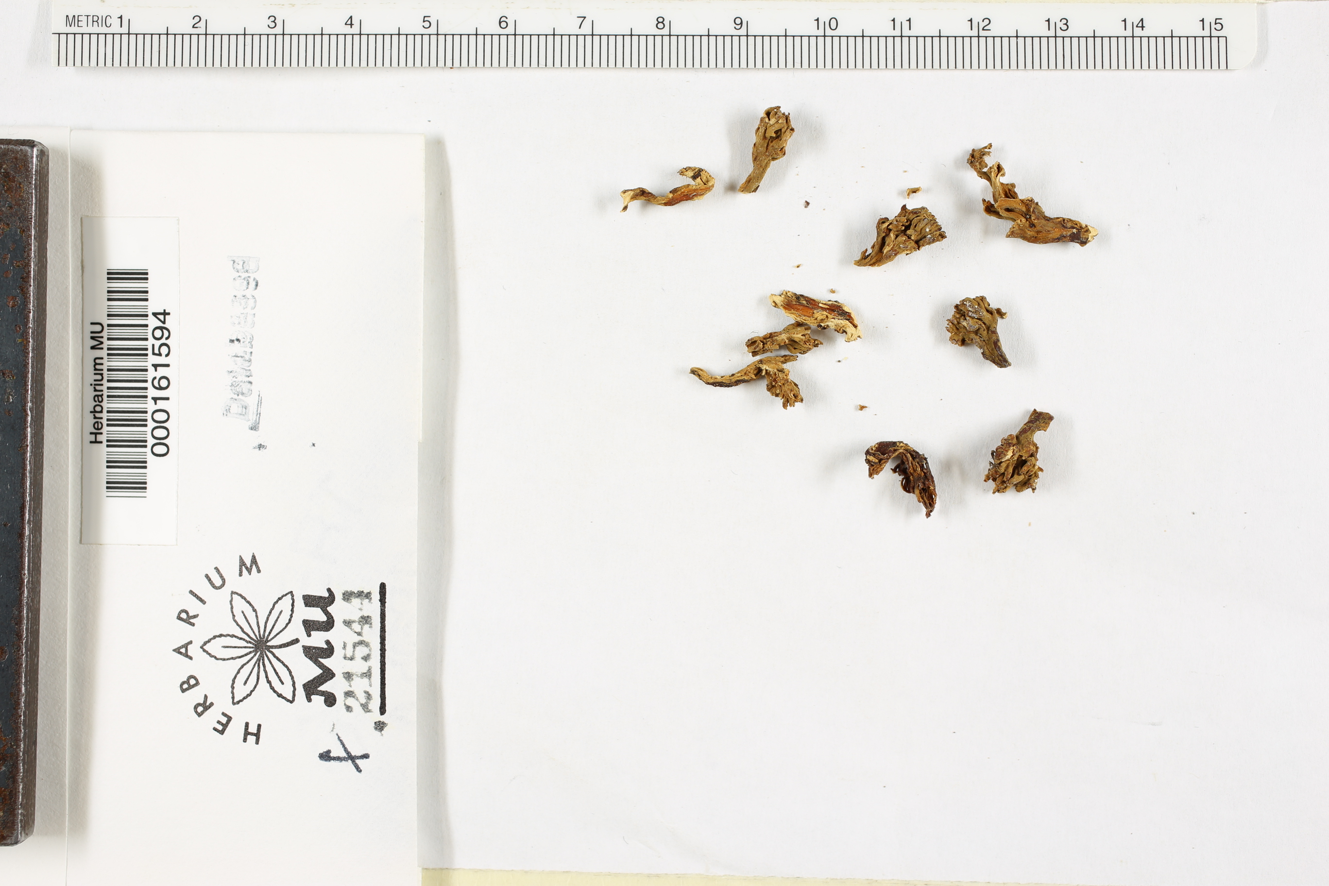 Clavaria abietina image