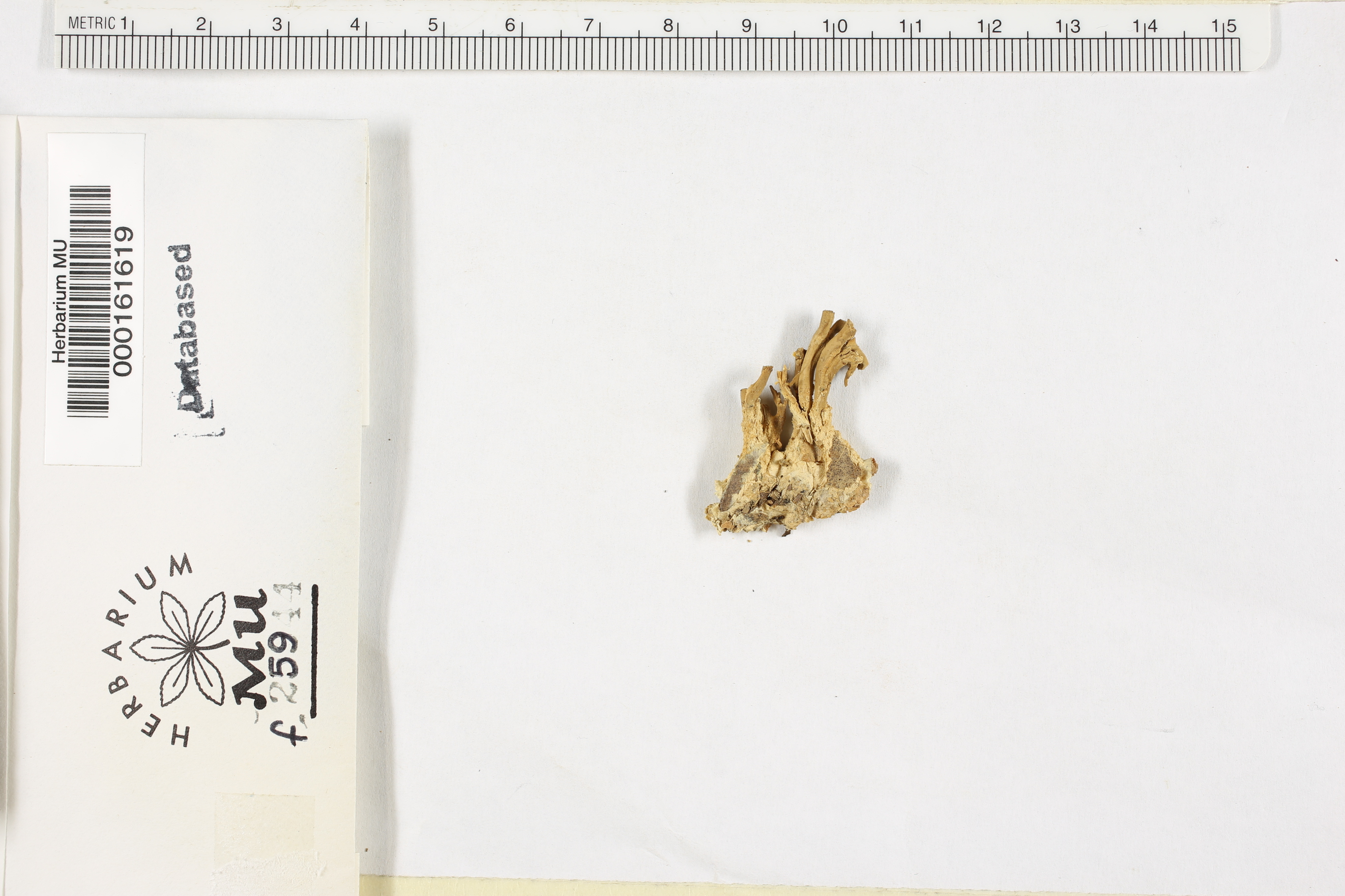 Clavaria fragrans image