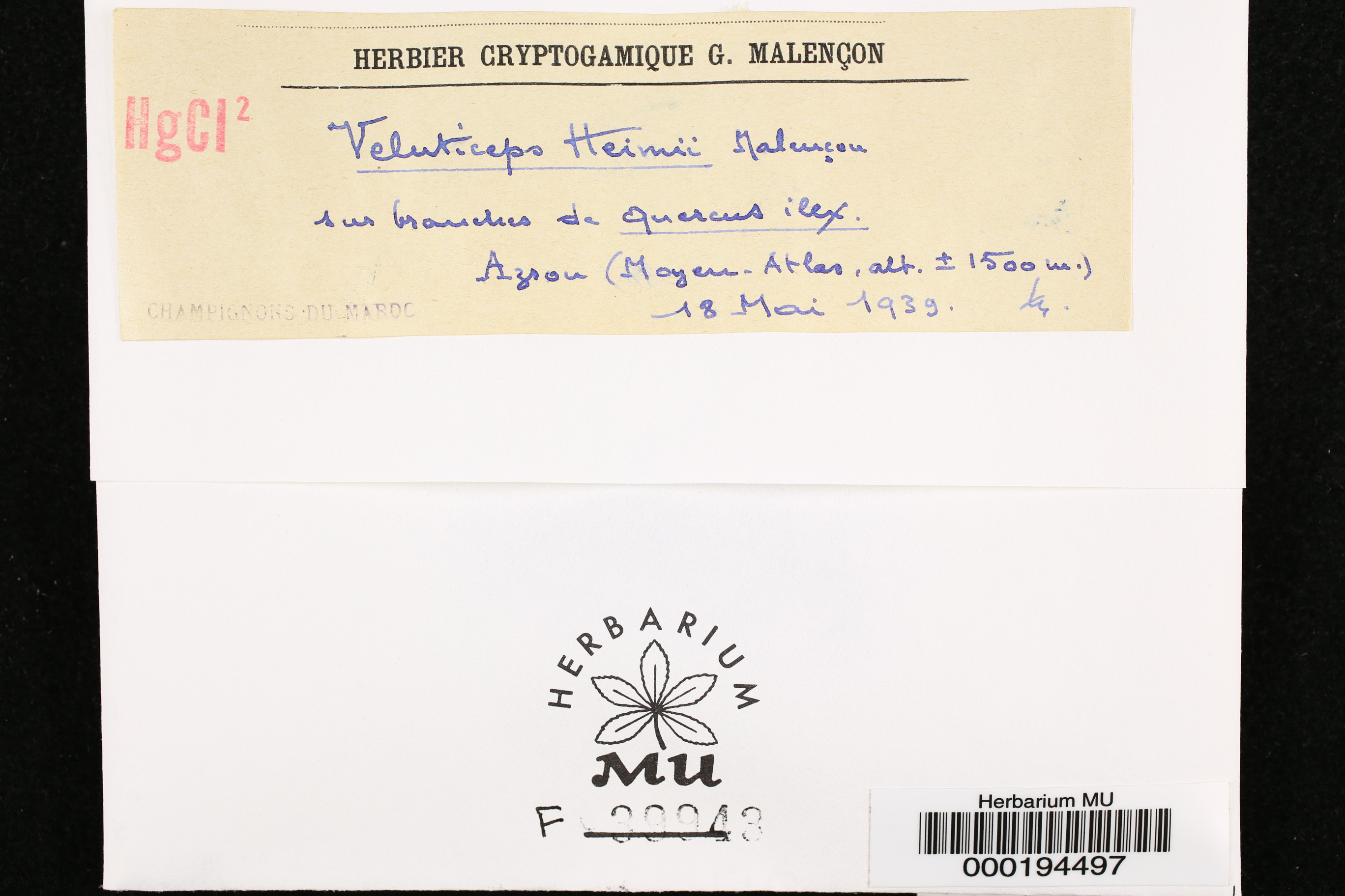 Campylomyces heimii image