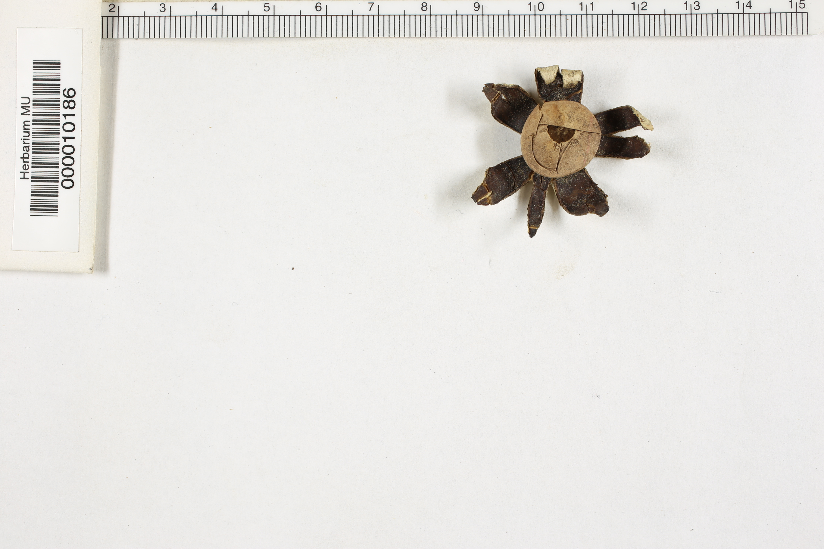 Geaster argenteus image