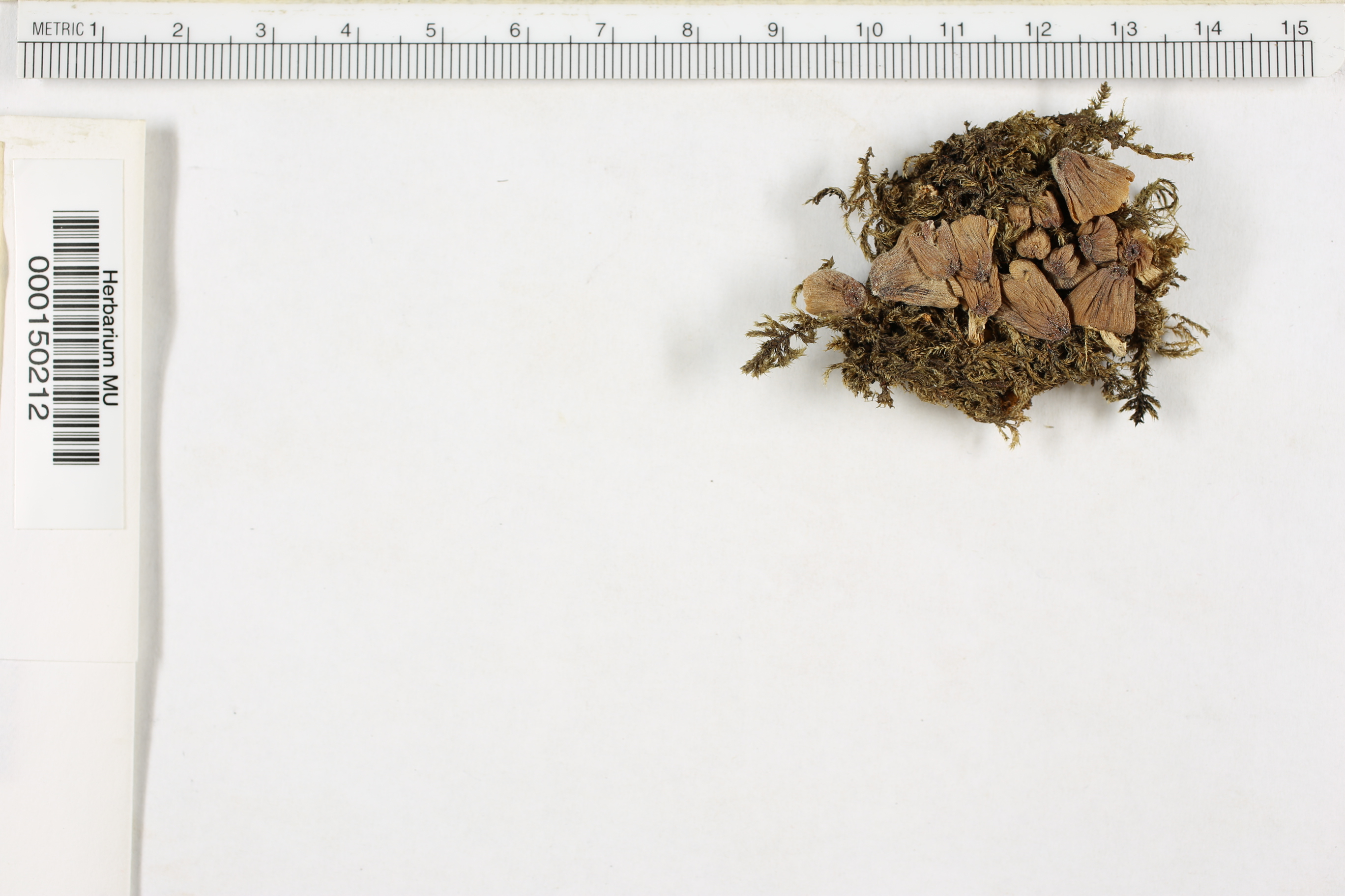 Coprinus ephemeroides image