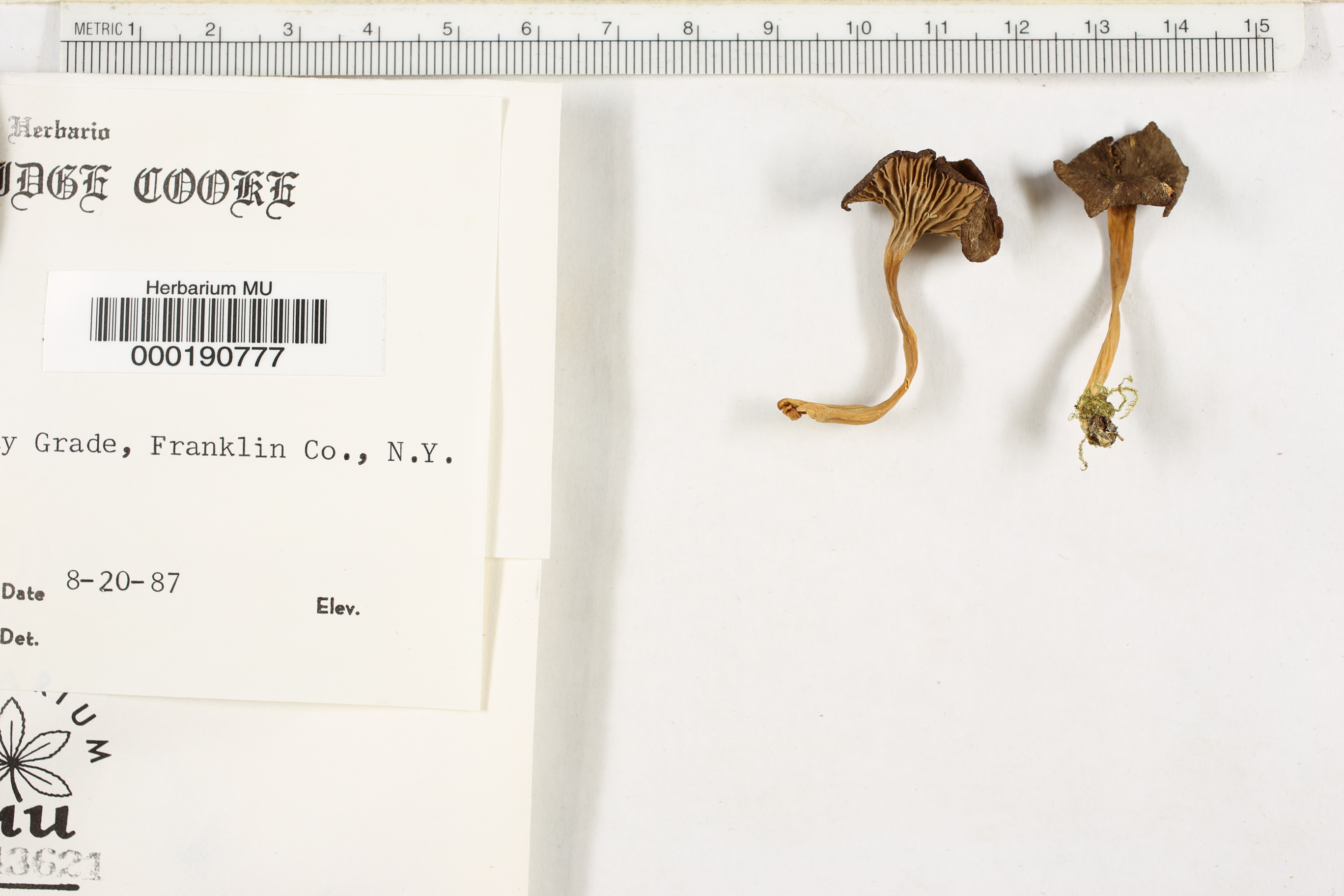 Cantharellus lignatilis image